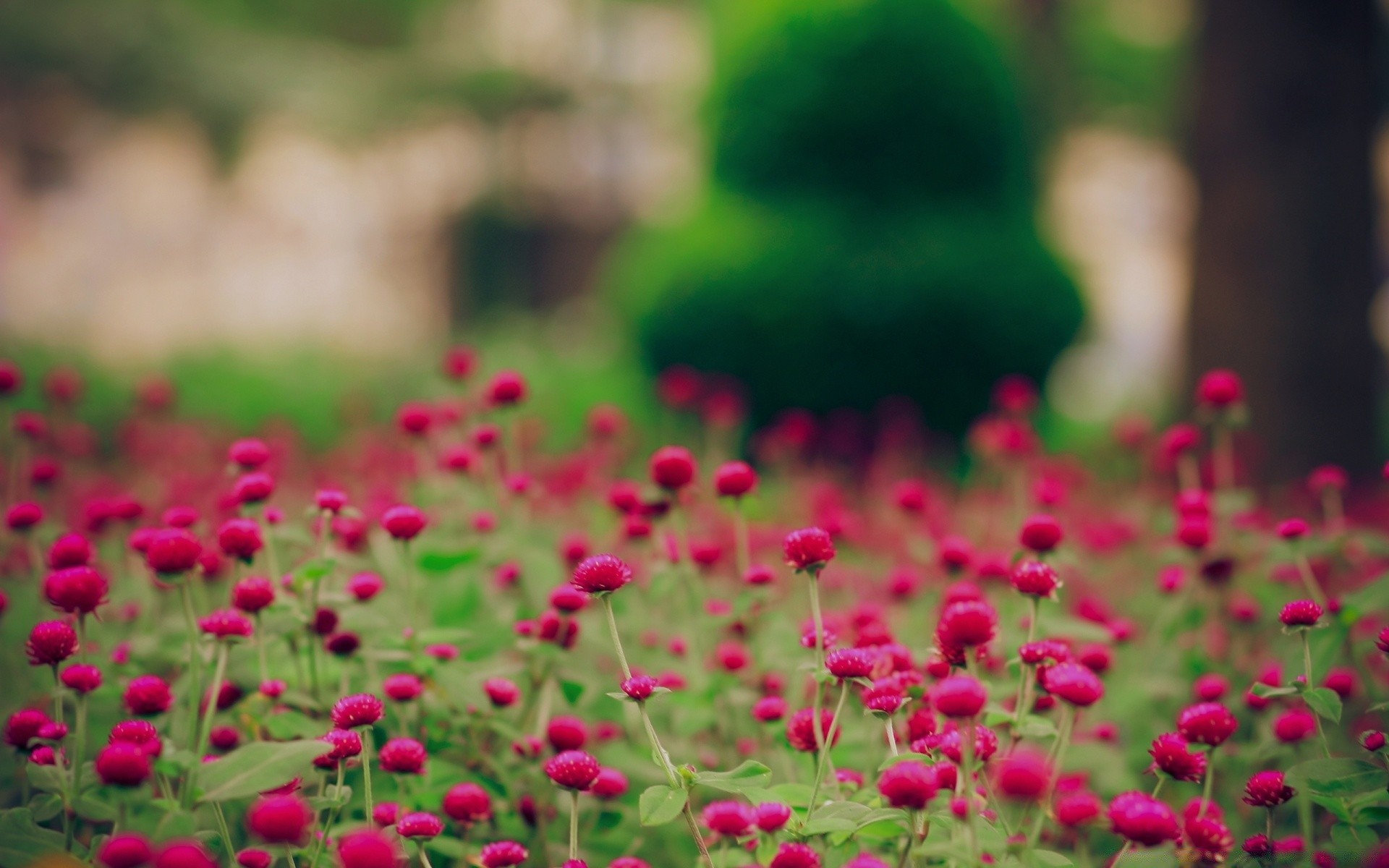 çiçekler çiçek bahçe doğa flora yaz yaprak renk çiçek güzel çimen alan çiçeklenme açık havada parlak park büyüme taçyaprağı bulanıklık