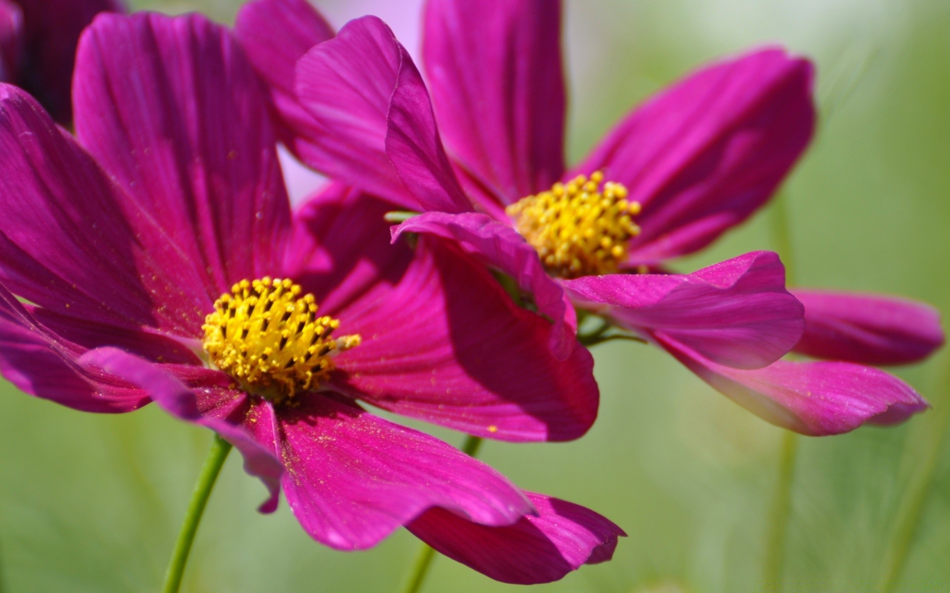 flowers nature flower summer flora garden blooming leaf petal color bright floral pollen wild cosmos