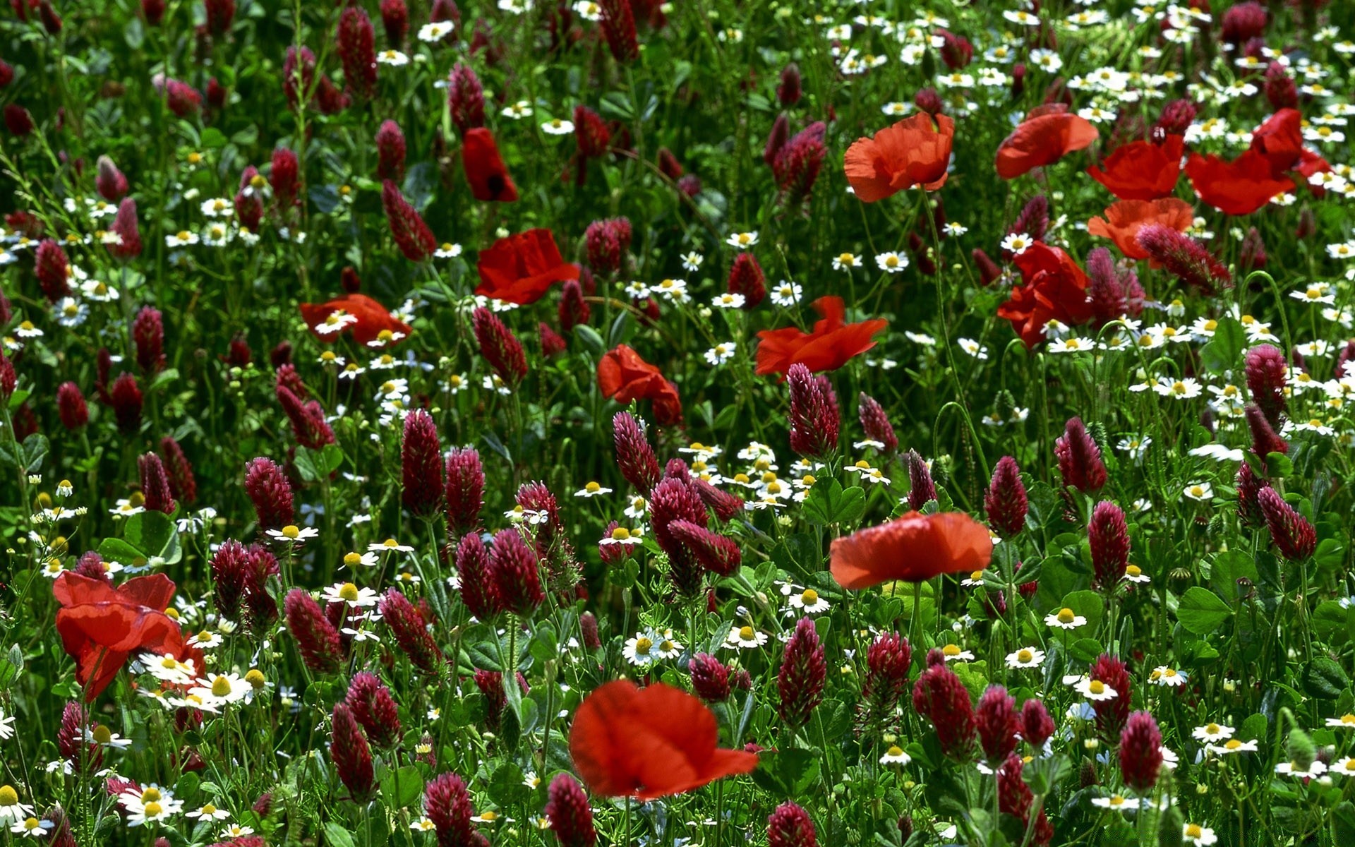 fleurs fleur flore jardin nature bluming champ floral été feuille pétale herbe foin à l extérieur poppy saison couleur parc botanique gros plan