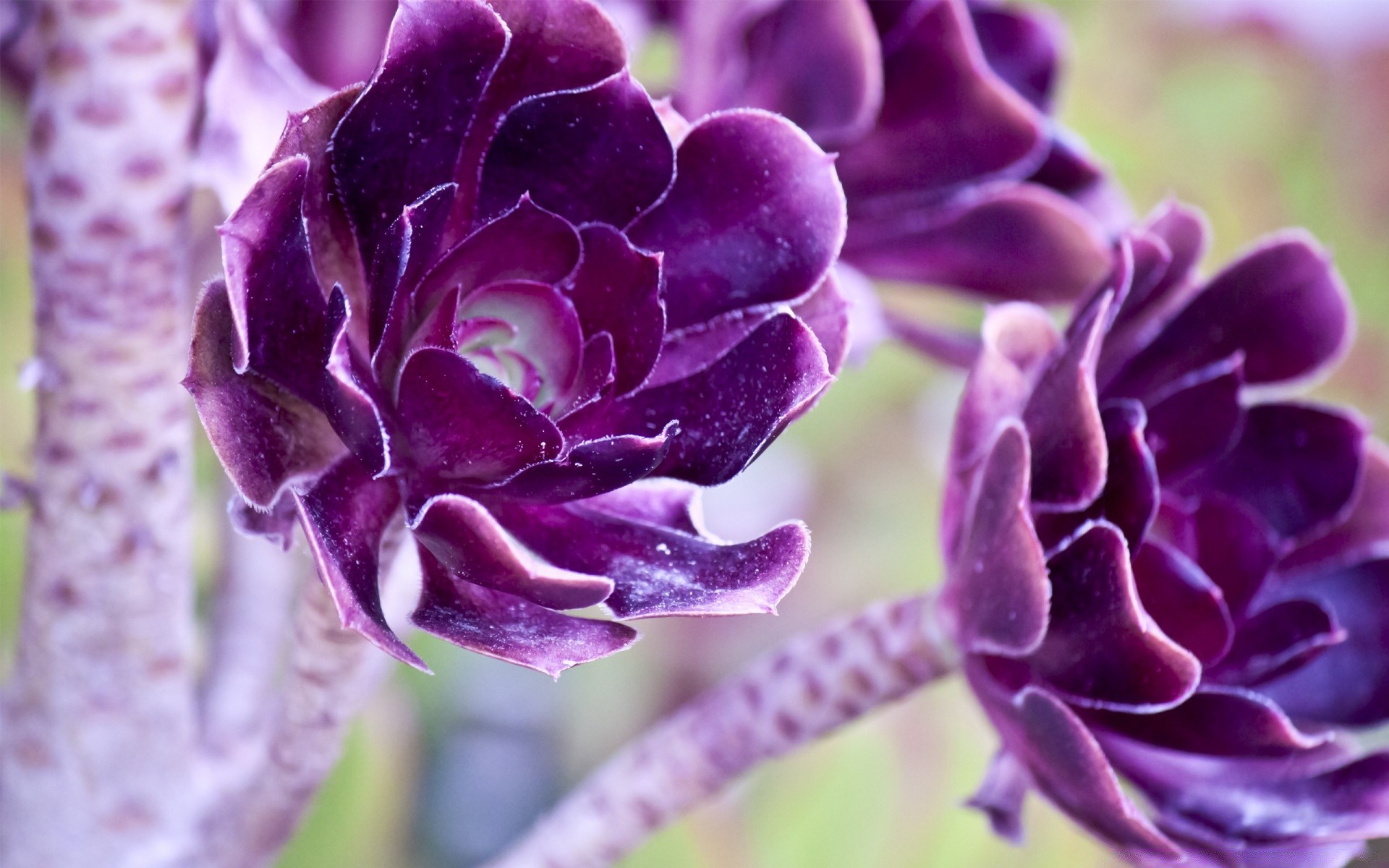 kwiaty natura kwiat flora ogród liść lato piękny violet kolor kwiatowy na zewnątrz płatek głowa romantyczny zbliżenie wzrost bluming delikatny róża