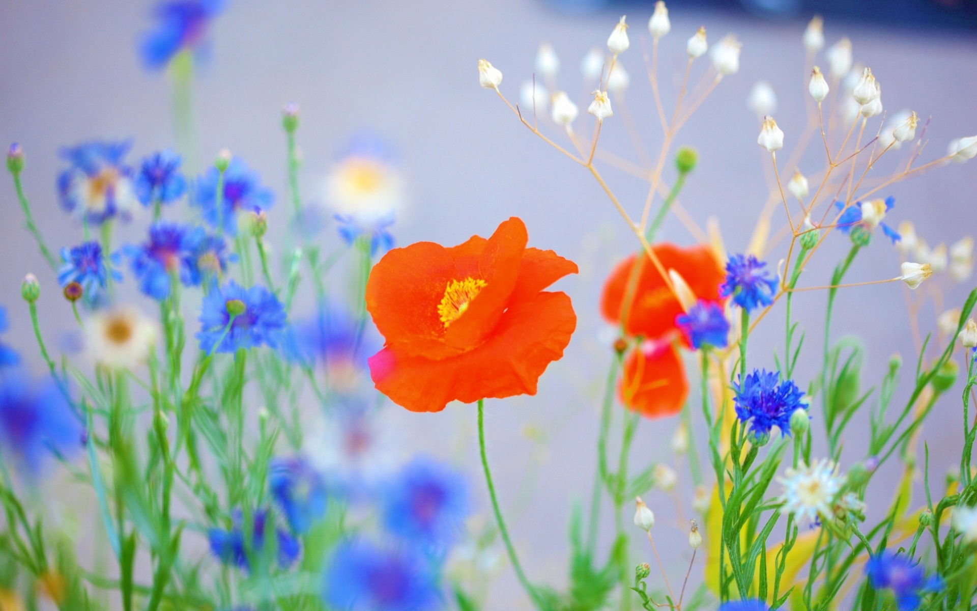 fleurs fleur nature flore champ été foin jardin croissance floral herbe bluming couleur lumineux pétale poppy flou gros plan saison feuille