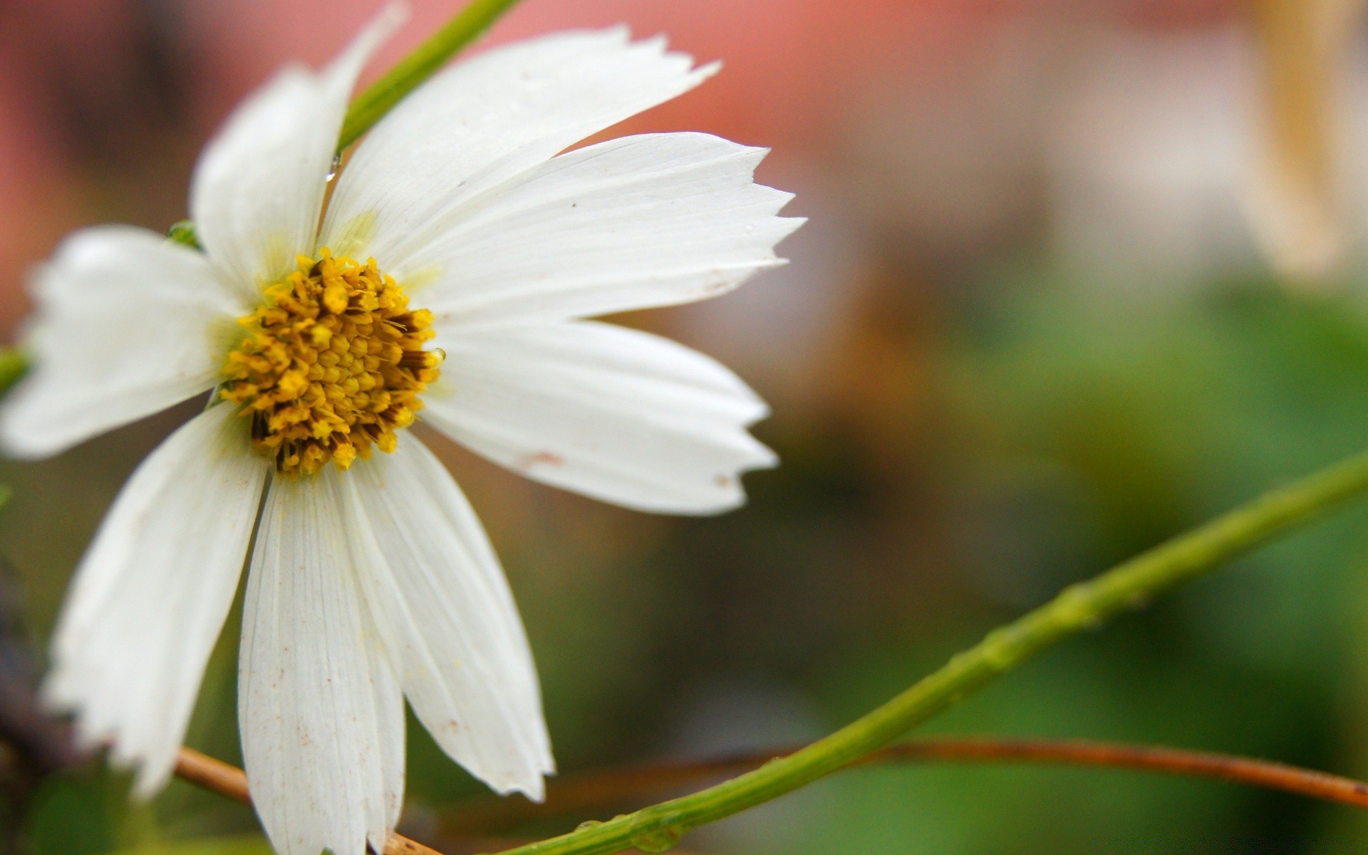 çiçekler doğa çiçek yaprak flora yaz bahçe parlak açık havada büyüme