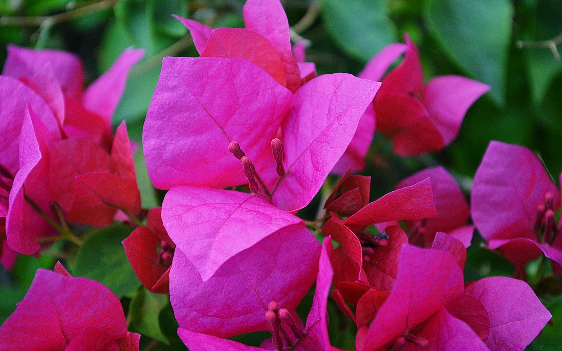 fiori foglia natura giardino fiore flora colore estate luminoso rosa bella primo piano fiore