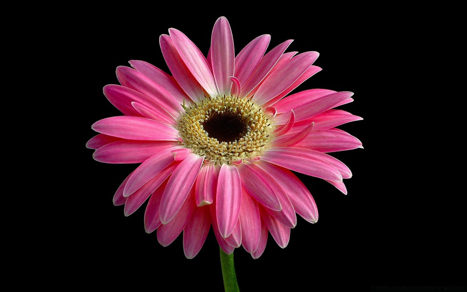 fleurs fleur flore pétale nature bluming lumineux gerbera couleur floral été belle jardin