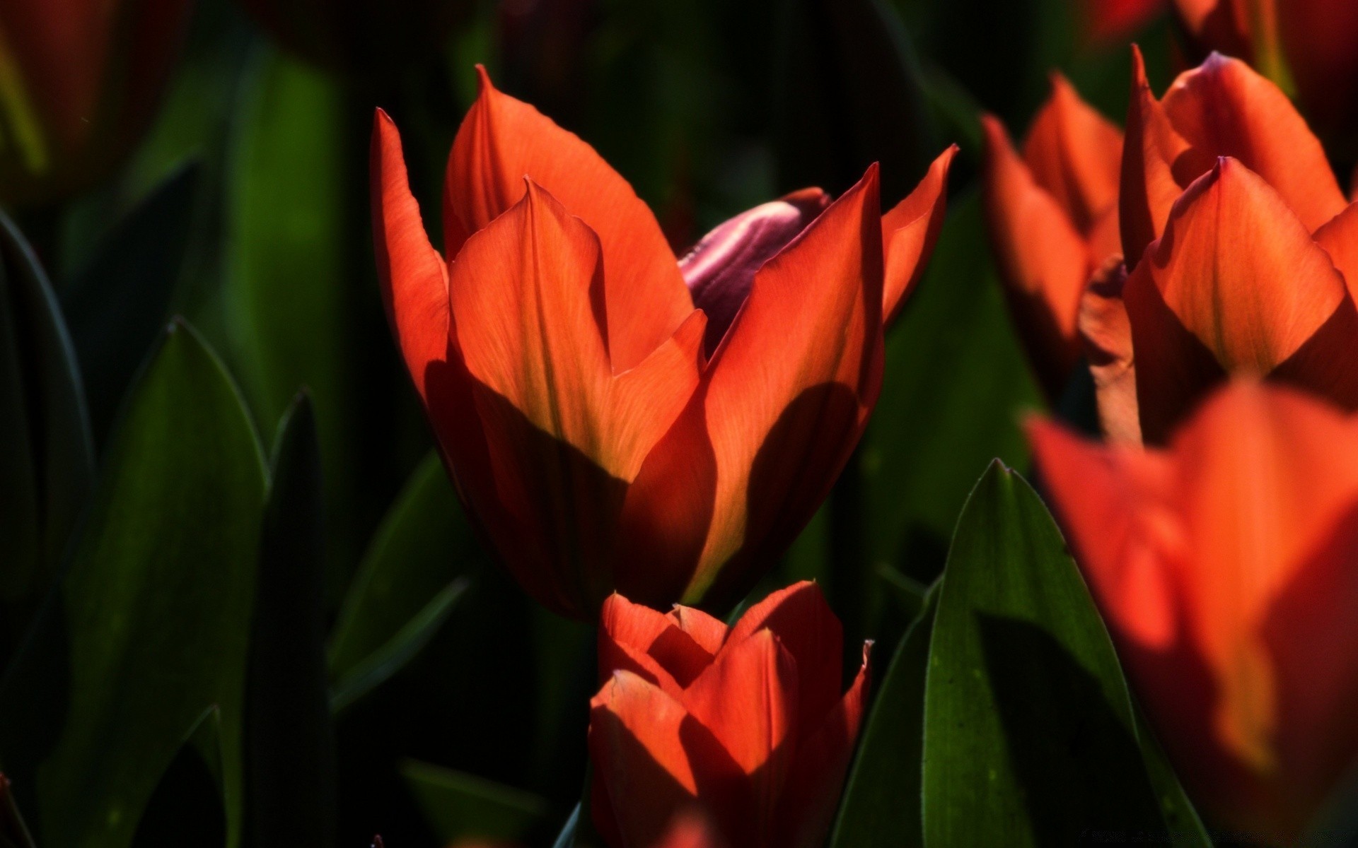 fleurs tulipe fleur flore nature feuille jardin couleur croissance pétale pâques floral bluming