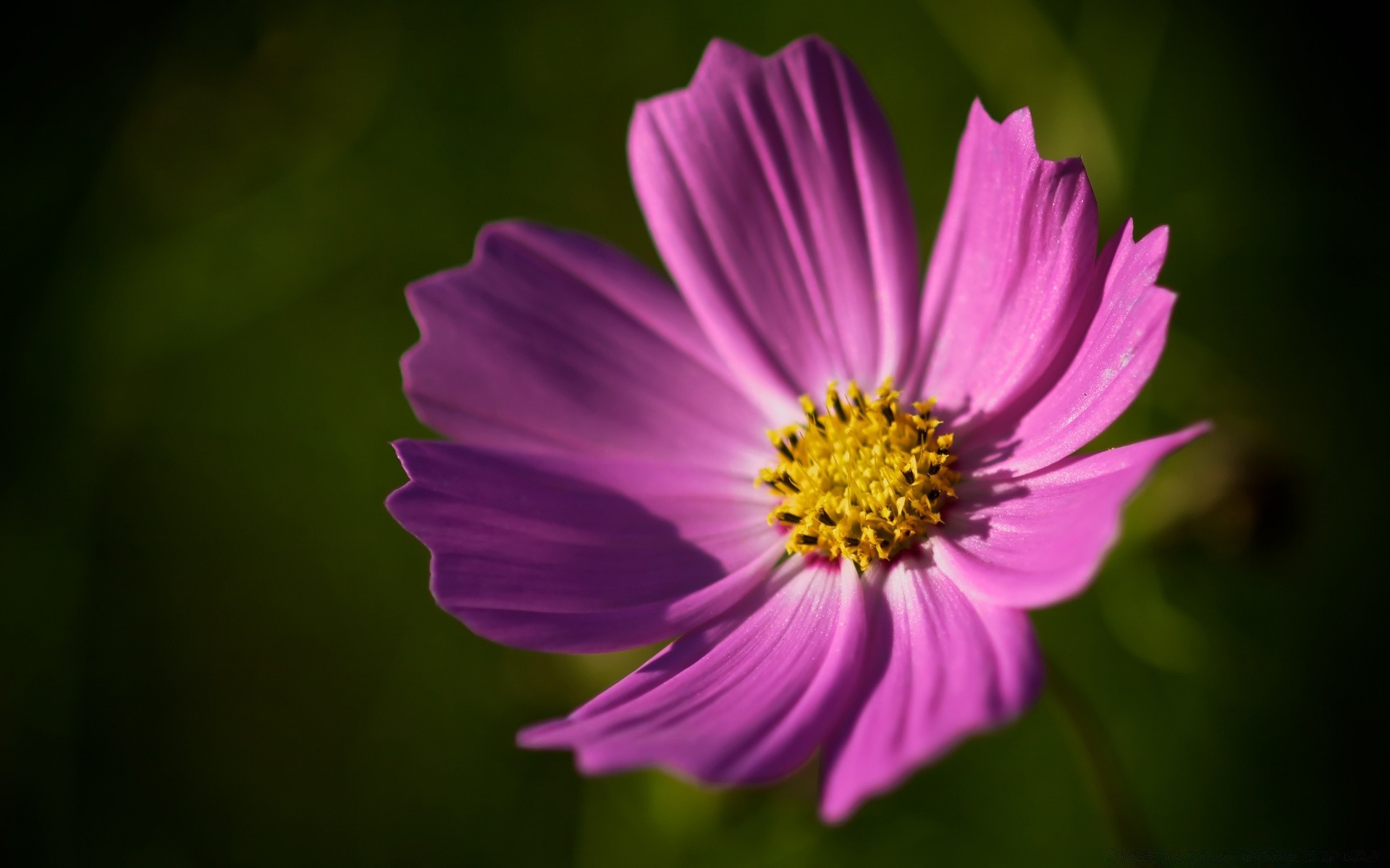 flowers flower nature summer flora leaf petal blooming garden bright color