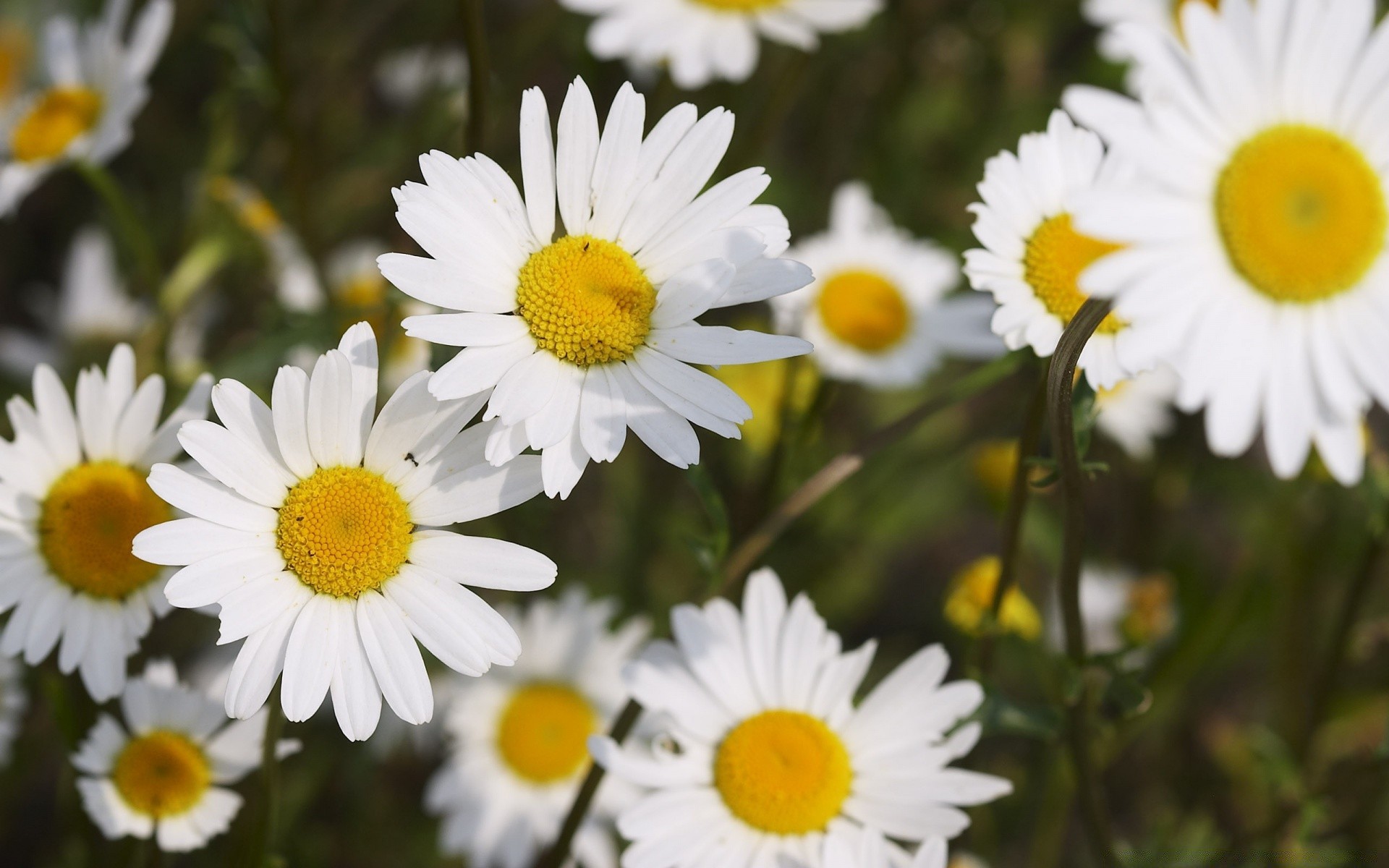 kwiaty natura kwiat flora lato ogród stokrotki bluming sianokosy liść kwiatowy jasny kolor pole sezon płatek trawa piękny na zewnątrz zbliżenie