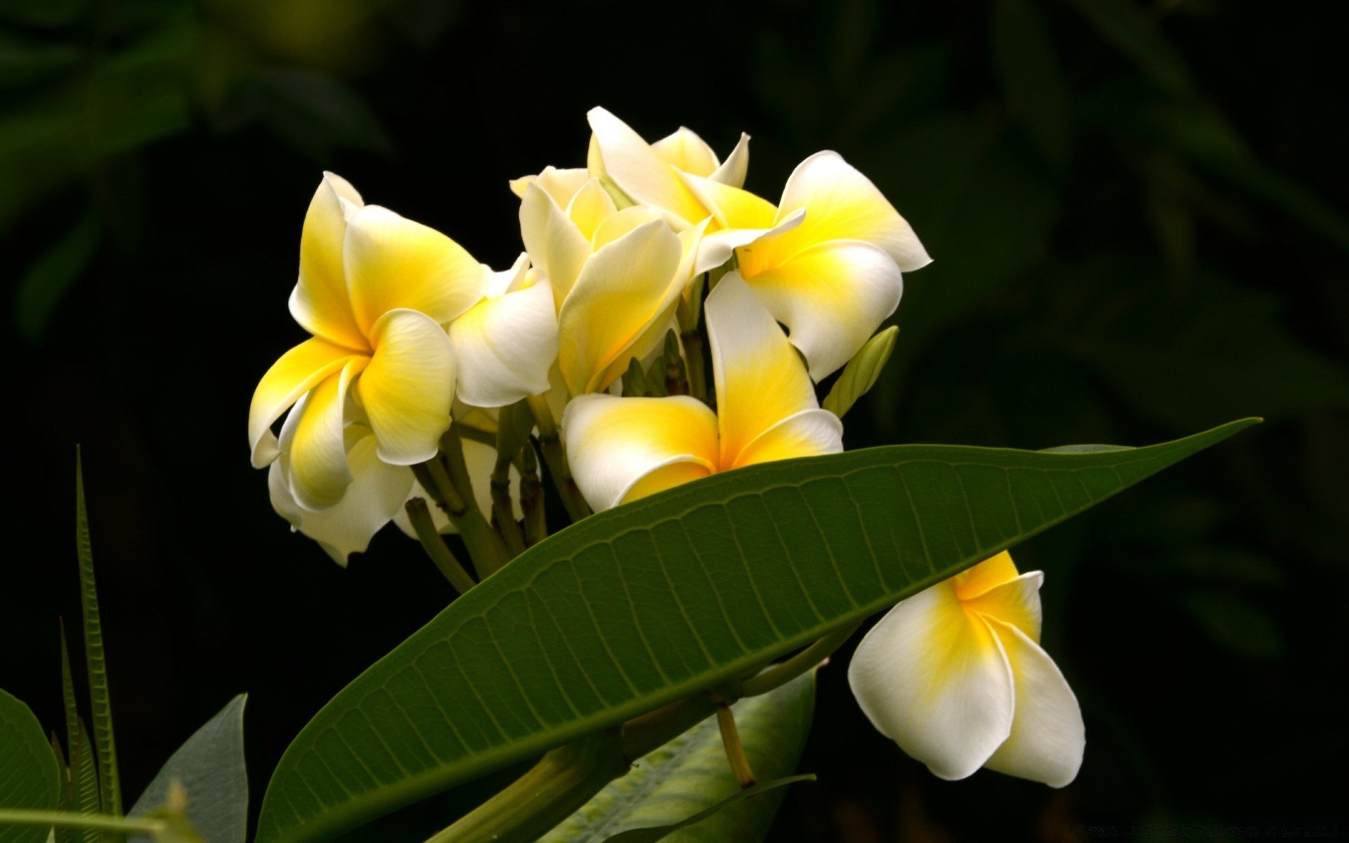 fiori tropicale fiore natura flora foglia giardino petalo esotico fiore floreale frangipani estate plumeria bella aloha all aperto colore romanticismo