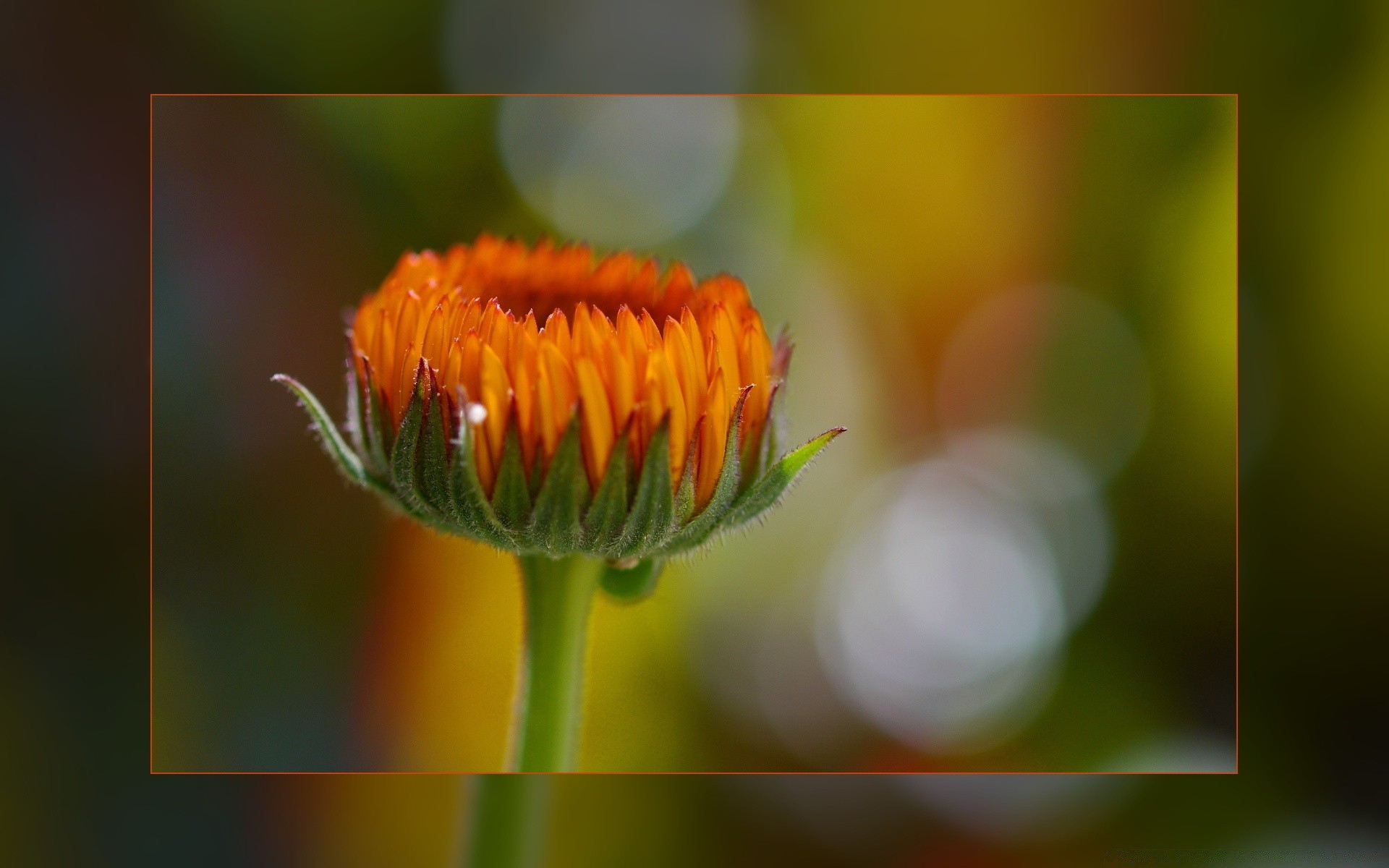 blumen natur blume flora sommer garten farbe blatt hell schließen blumen feld schön blütenblatt saison blühen