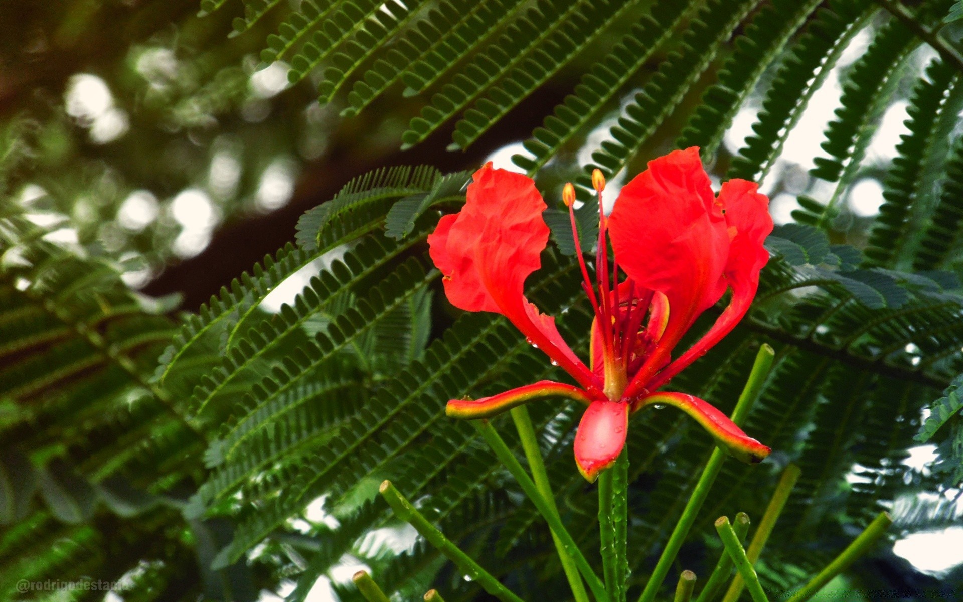 flores naturaleza flora hoja flor verano tropical jardín crecimiento hermoso árbol floral primer plano color brillante parque escritorio exótico al aire libre temporada