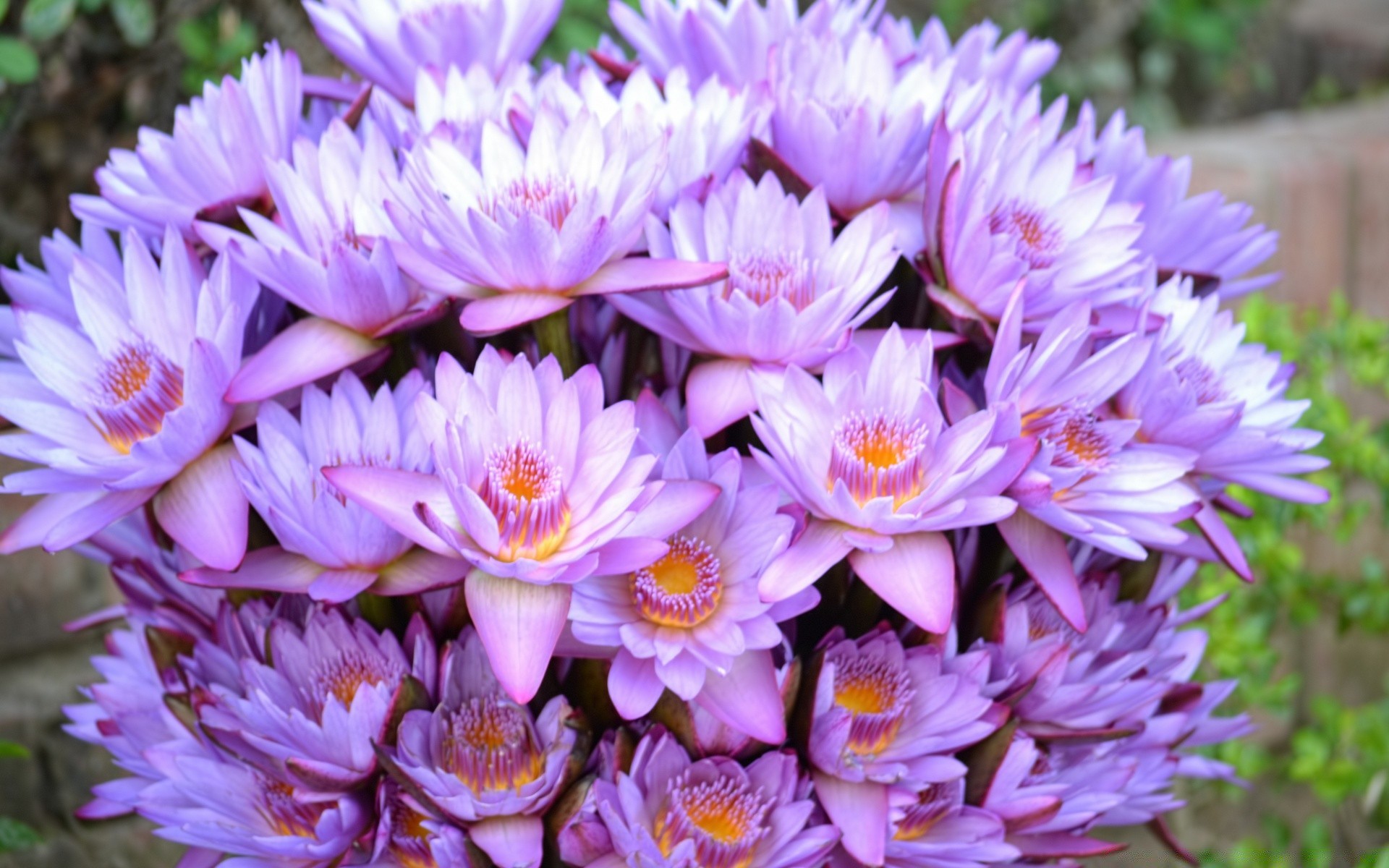 flores natureza flor flora verão jardim blooming floral folha brilhante pétala cor bela temporada ao ar livre close - up buquê crescimento