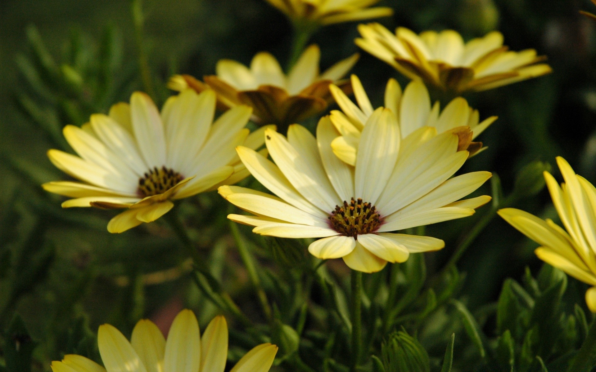 çiçekler çiçek doğa yaz flora bahçe renk çiçek açan çiçek yaprak petal parlak güneş güzel