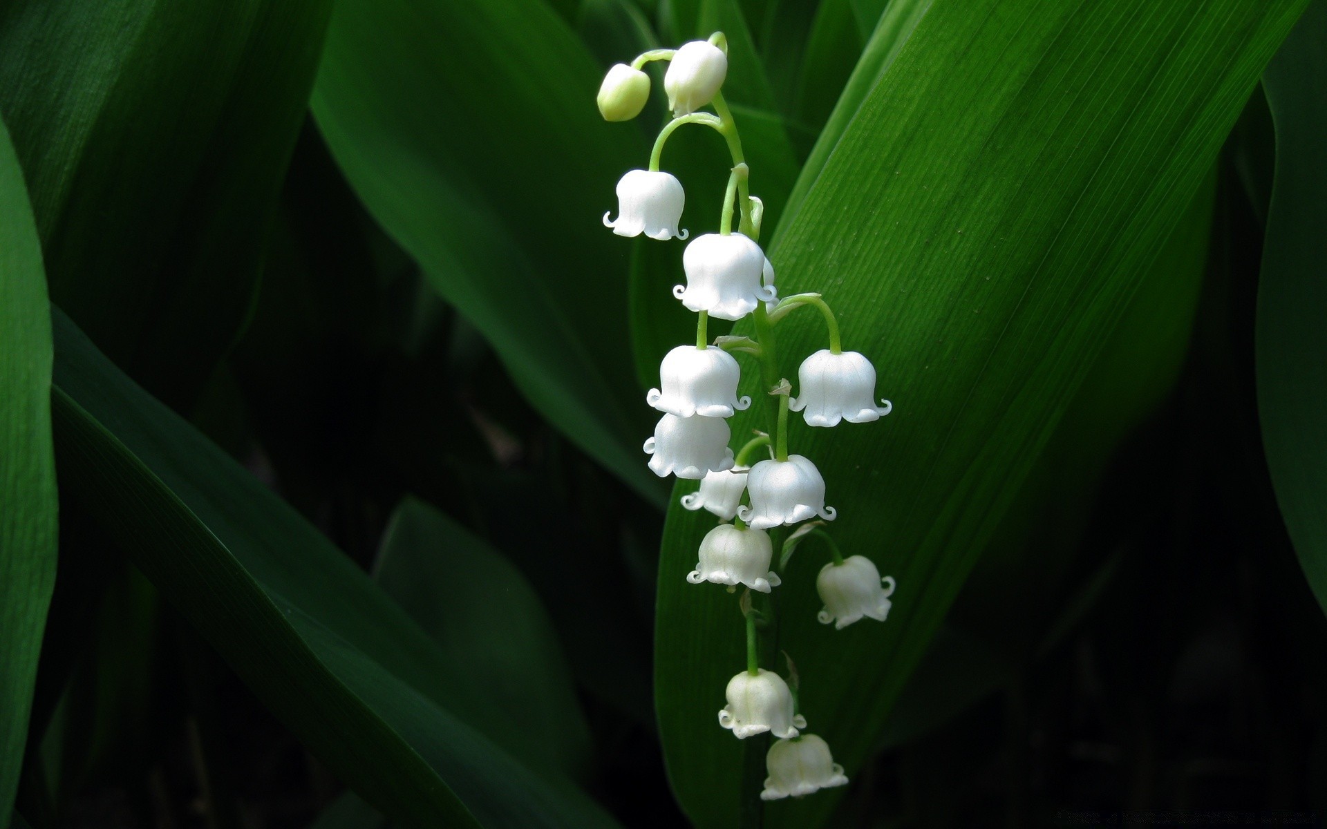 flowers leaf flora nature flower garden floral growth