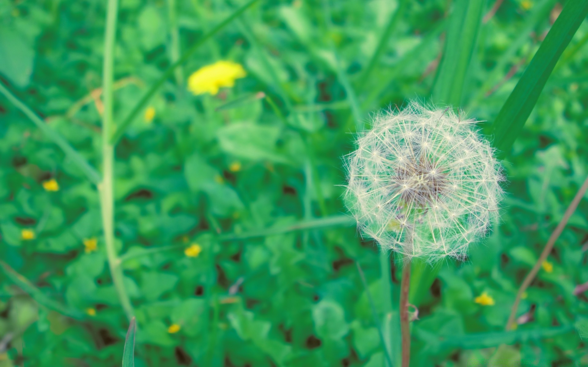 flowers flora flower nature summer grass growth leaf garden field close-up hayfield environment dandelion season color bright floral fair weather