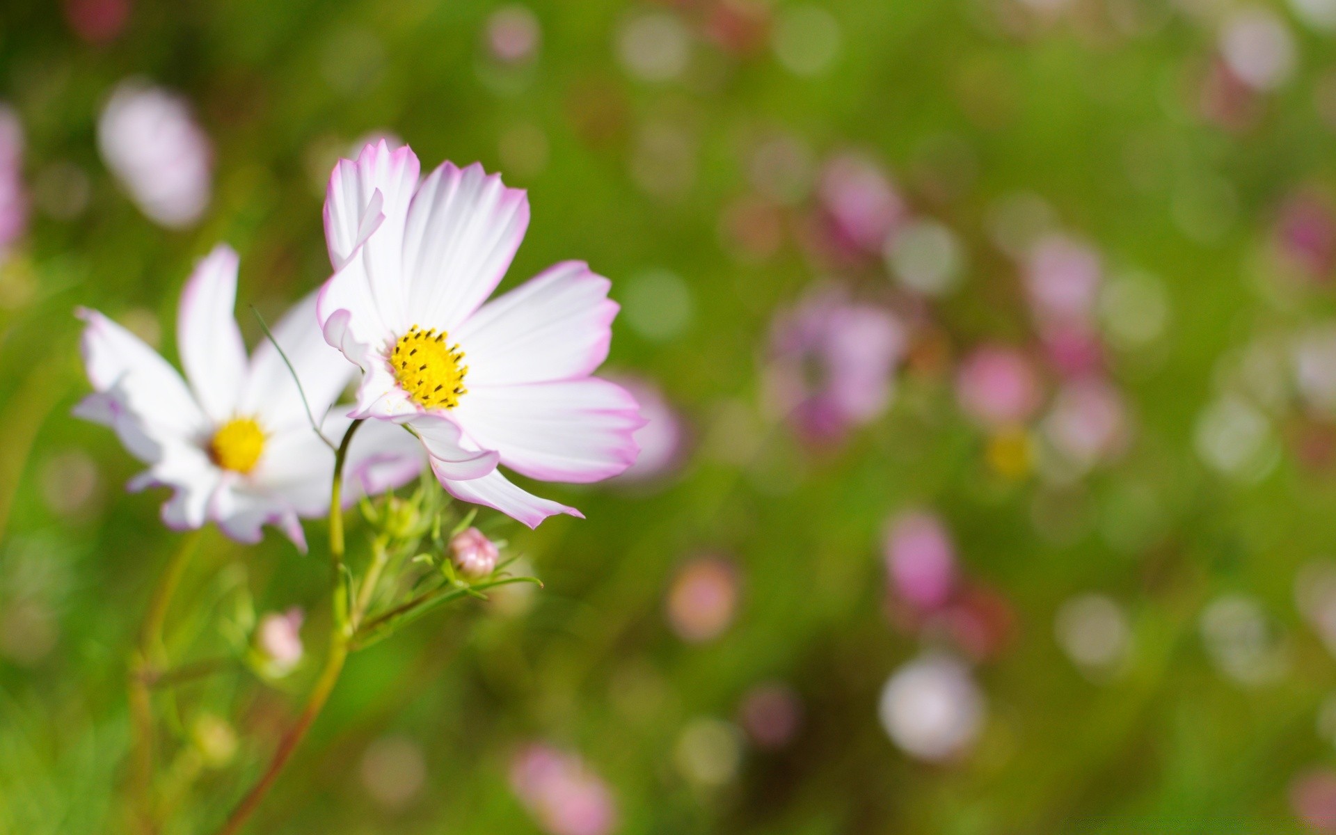 flowers nature flower summer flora garden bright leaf blooming fair weather growth color close-up field sun grass petal floral