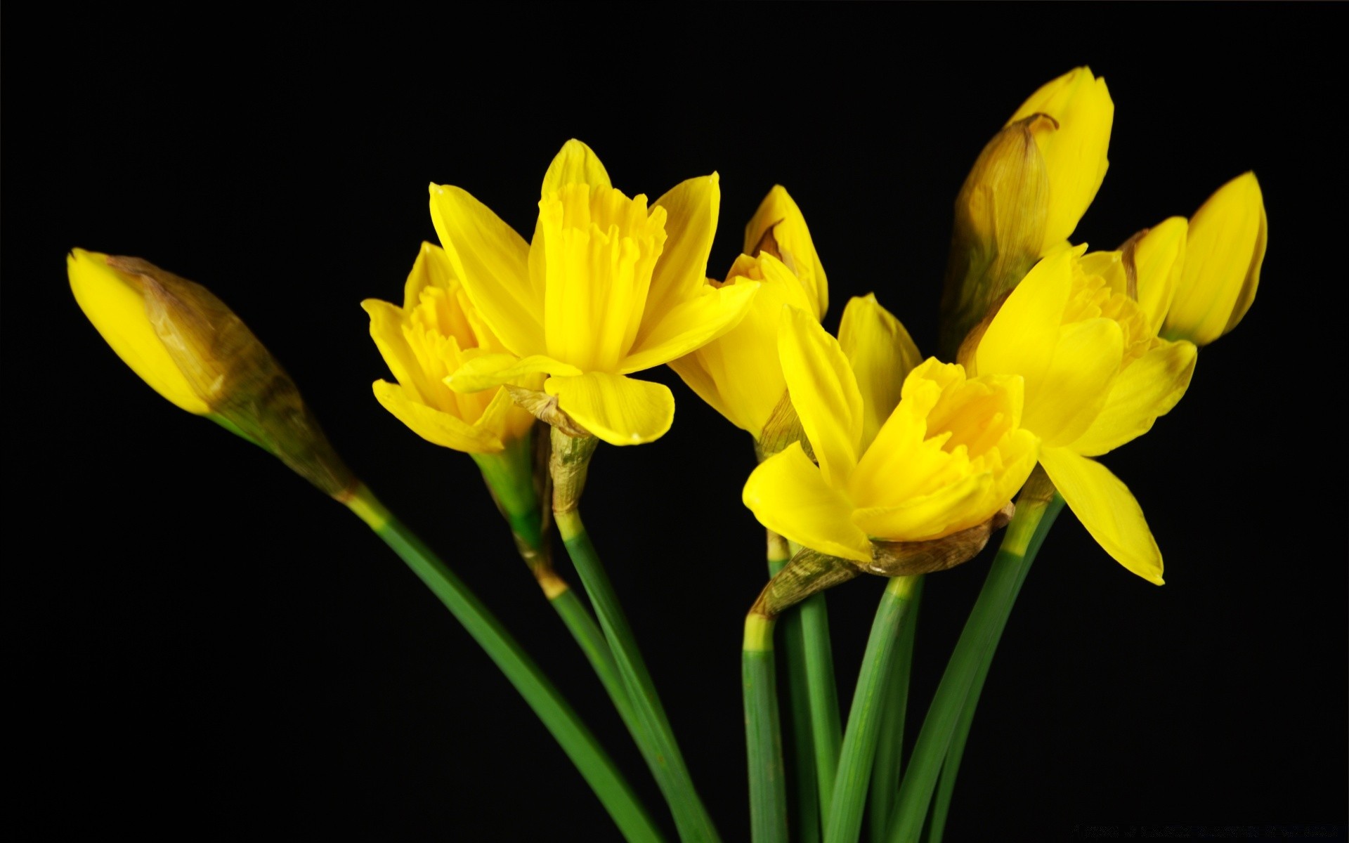 blumen natur blume flora ostern narzisse blumen narzisse blatt hell wachstum farbe blütenblatt blühen saison sommer schale schließen lampen