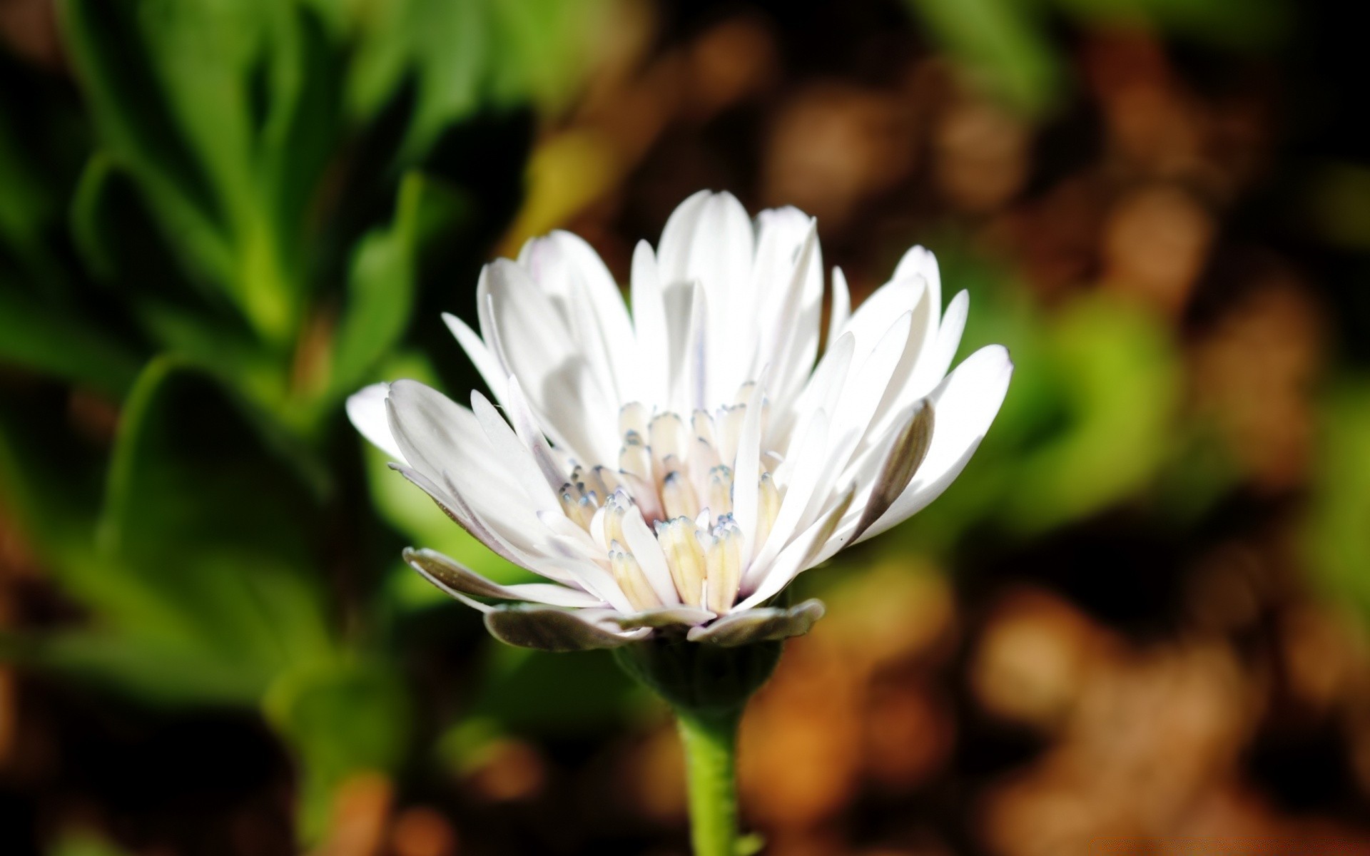 kwiaty kwiat natura flora liść ogród lato płatek bluming kwiatowy wzrost zbliżenie na zewnątrz jasny kolor park sezon