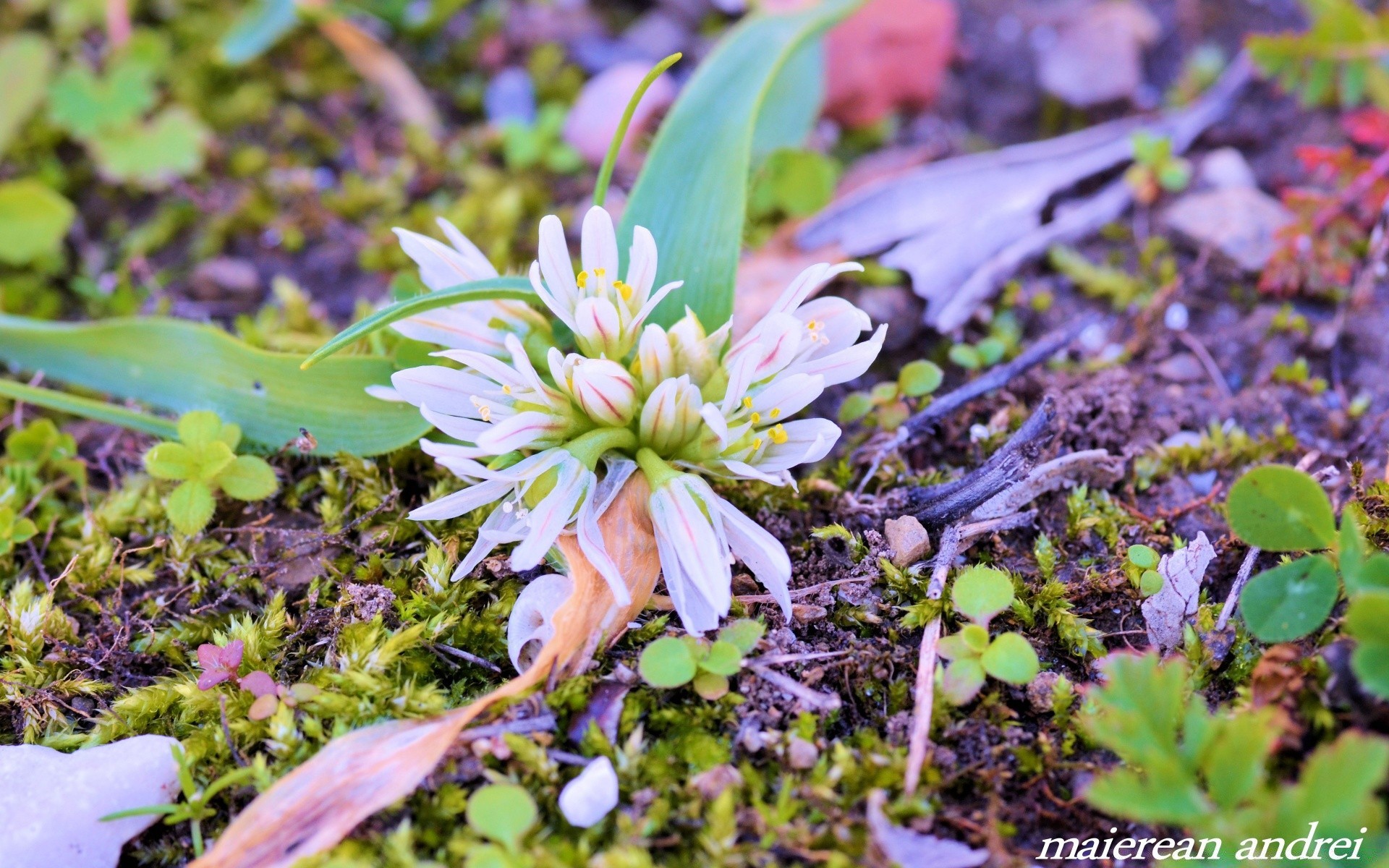 çiçekler doğa çiçek flora yaprak bahçe açık havada yaz çiçek açan güzel sezon çiçek çimen renk büyüme yakın çekim parlak park botanik petal