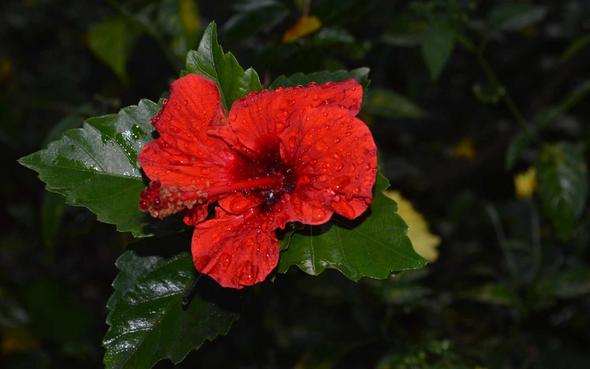 fleurs feuille nature flore jardin fleur à l extérieur été bluming gros plan couleur pétale croissance saison rose lumineux