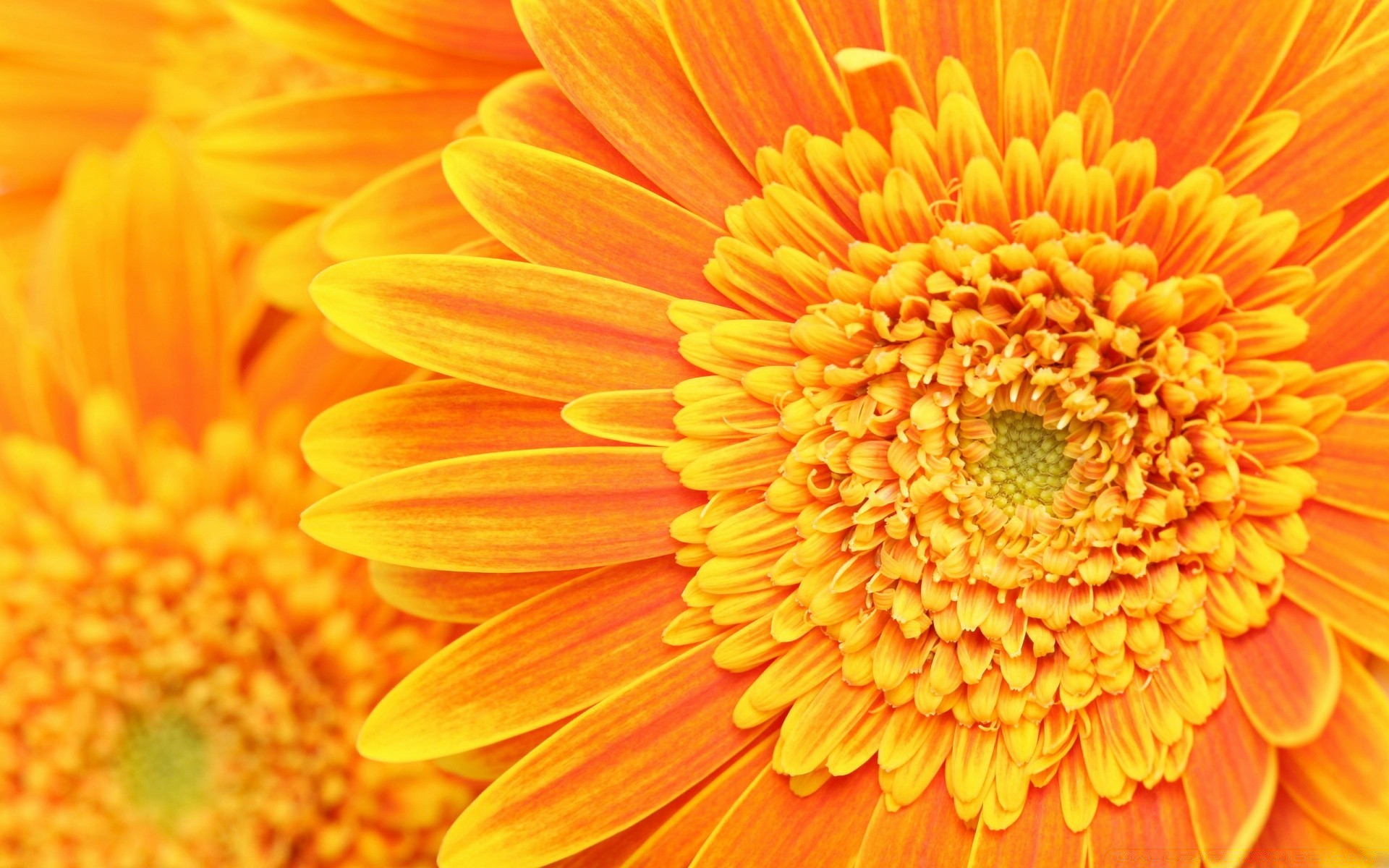 fiori fiore natura flora vivid colore petalo bella floreale estate close-up fioritura crescita giardino vivid gerbera