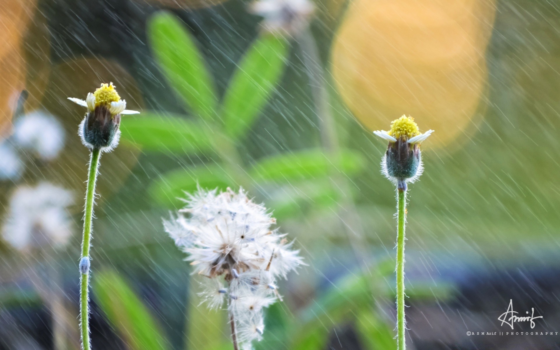 çiçekler doğa açık havada çiçek flora yaz çimen bahçe yaprak vahşi