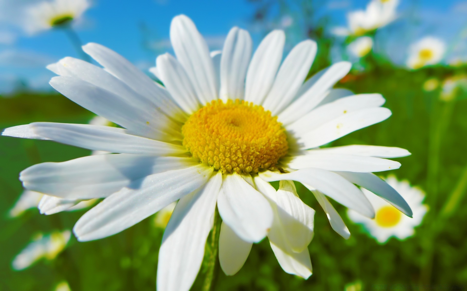 flowers nature flower flora summer garden leaf chamomile growth bright field grass petal hayfield fair weather color beautiful season floral blooming