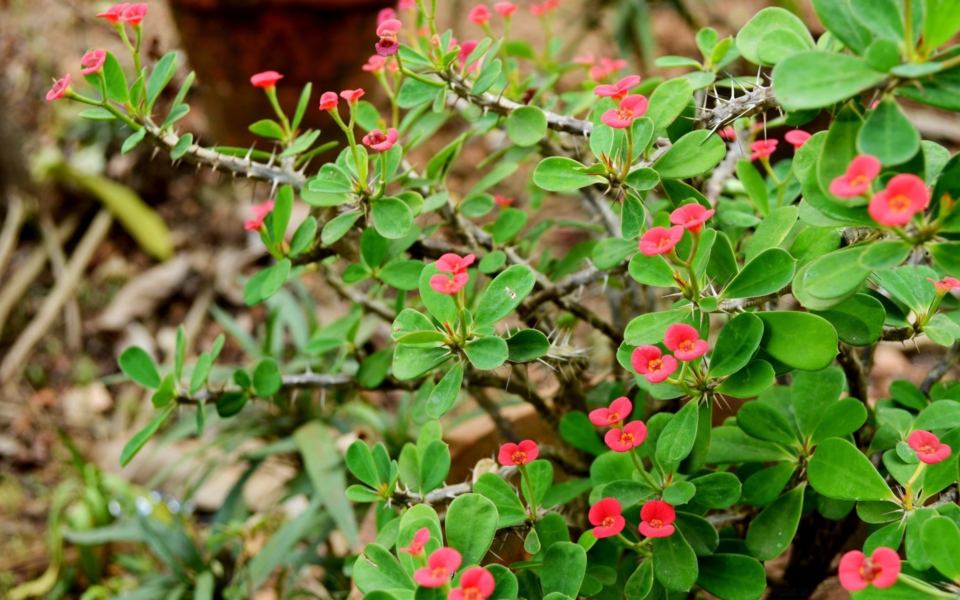 flowers flower flora garden nature leaf season blooming tree floral close-up shrub summer growth color branch petal outdoors park decoration