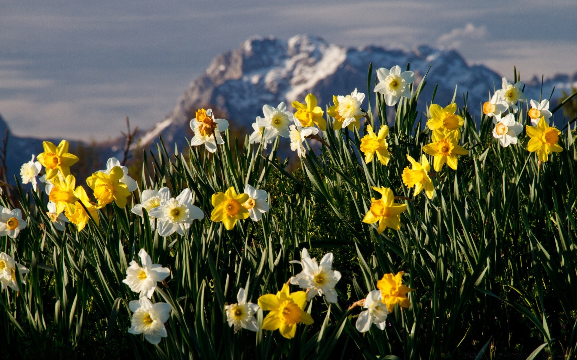 çiçekler çiçek doğa flora paskalya nergis nergis sezon çiçek alan saman otu çimen parlak çiçek açan güzel hava renk yaz bahçe taçyaprağı bahar