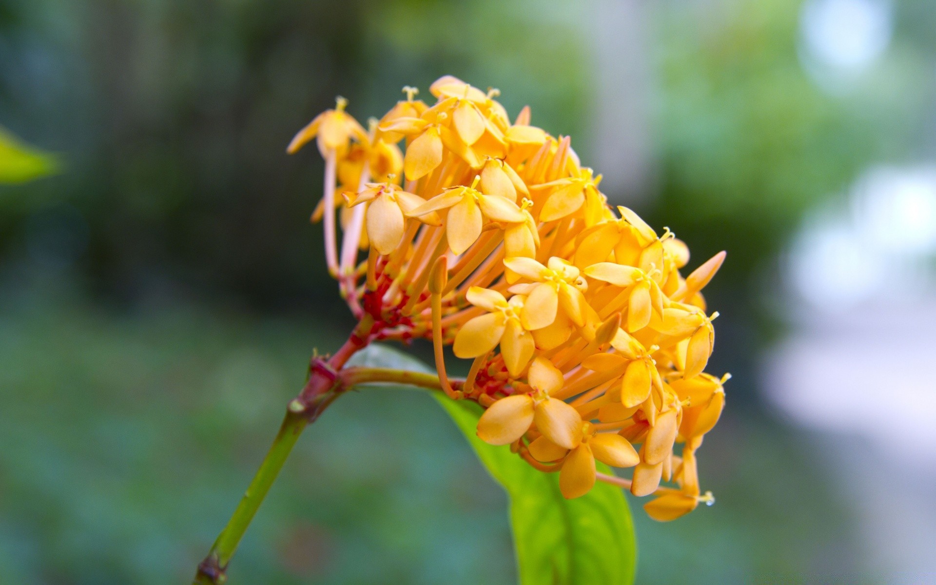 fleurs nature fleur feuille flore jardin été à l extérieur arbre croissance couleur bluming floral pétale gros plan