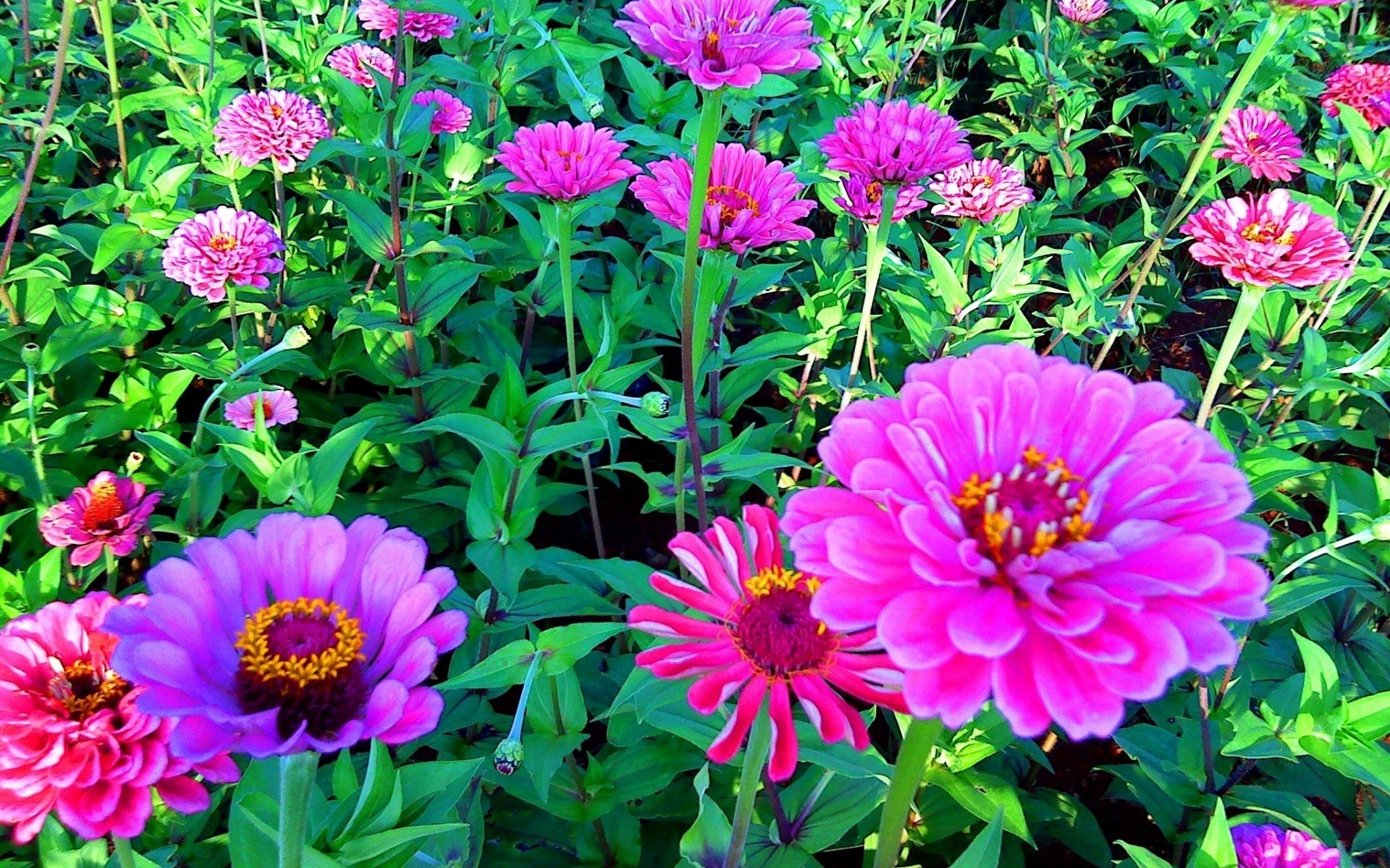 flowers flower garden nature flora summer floral blooming petal leaf color bright growth season botanical vibrant beautiful park dahlia close-up