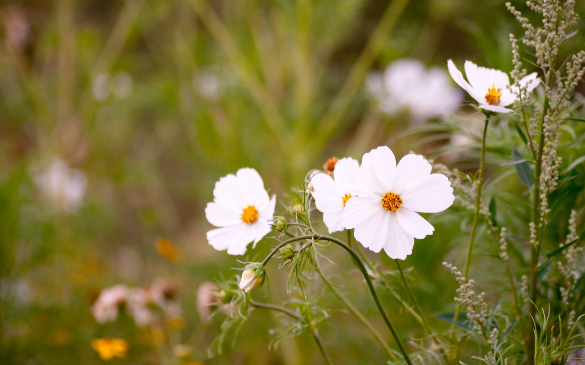 kwiaty natura kwiat lato flora trawa sianokosy pole bluming ogród na zewnątrz liść dziki dobra pogoda kwiatowy wzrost jasny płatek zbliżenie wildflower