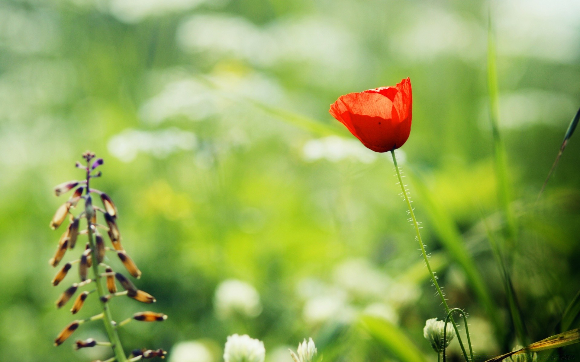 kwiaty natura liść lato kwiat na zewnątrz trawa flora ogród wzrost rozmycie dobra pogoda dziki jasny