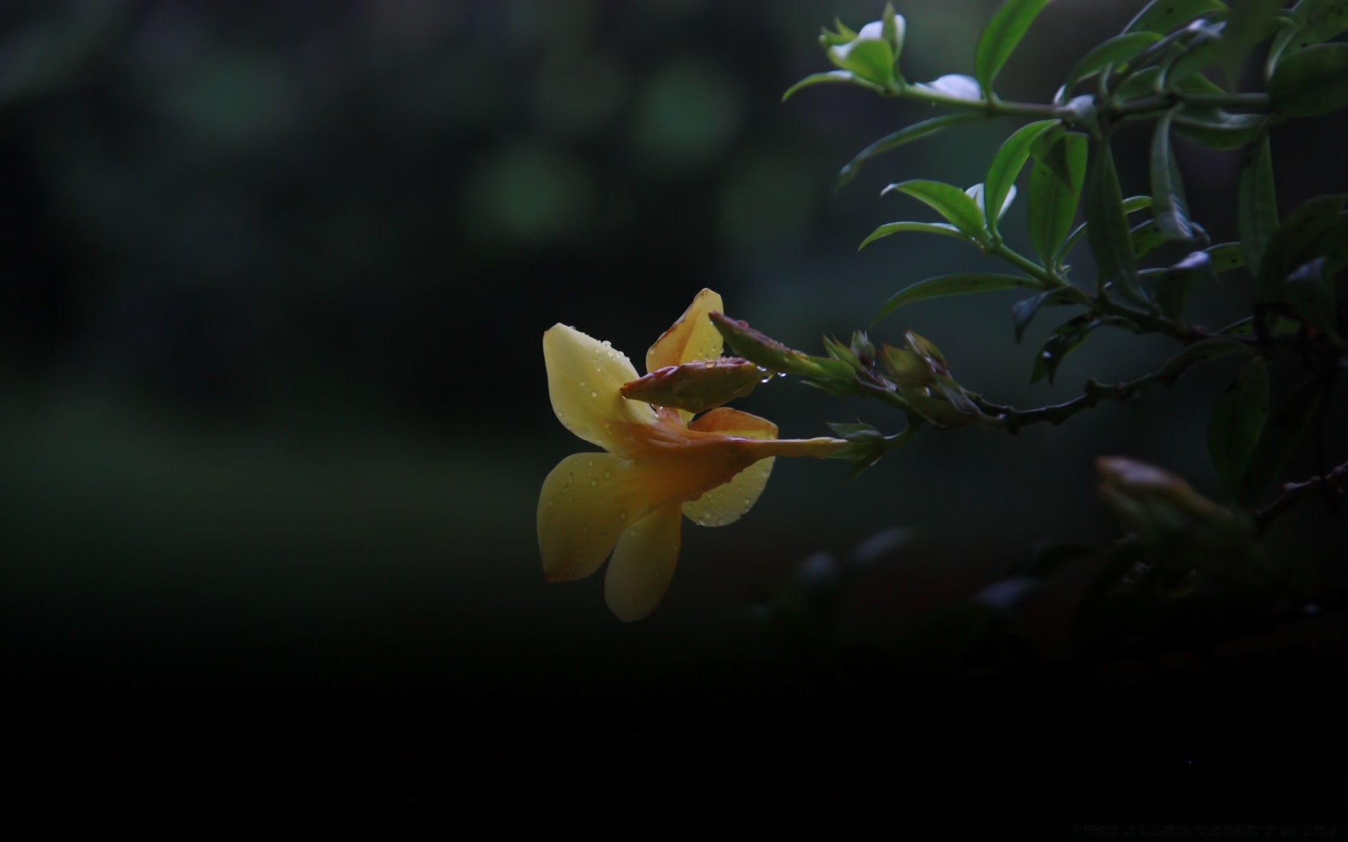 fleurs fleur flou nature feuille flore couleur jardin délicat lumière dof à l extérieur