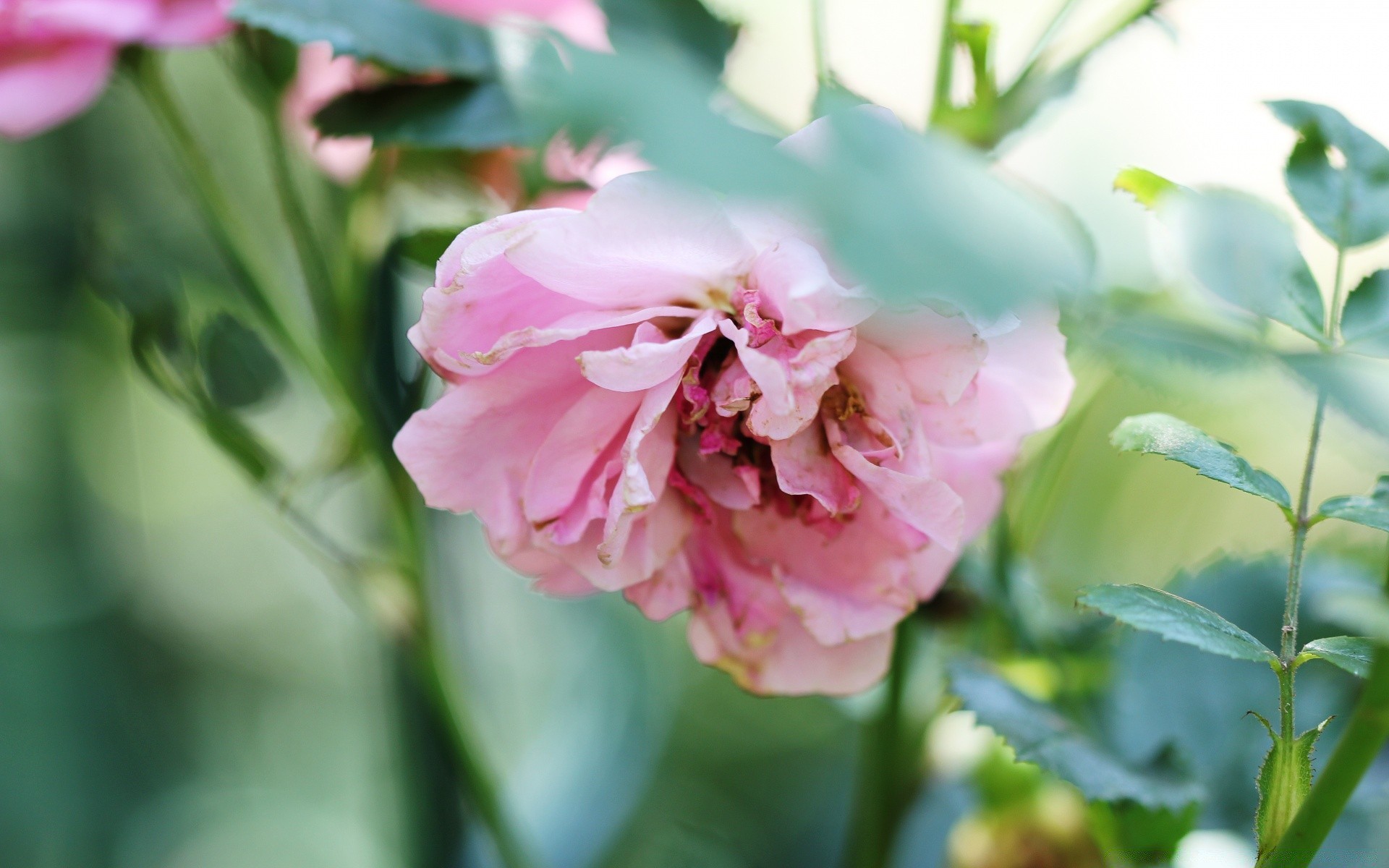 çiçekler doğa çiçek yaprak flora bahçe yaz büyüme çiçek parlak petal çiçek açan açık havada aşk güzel hava renk yakın çekim