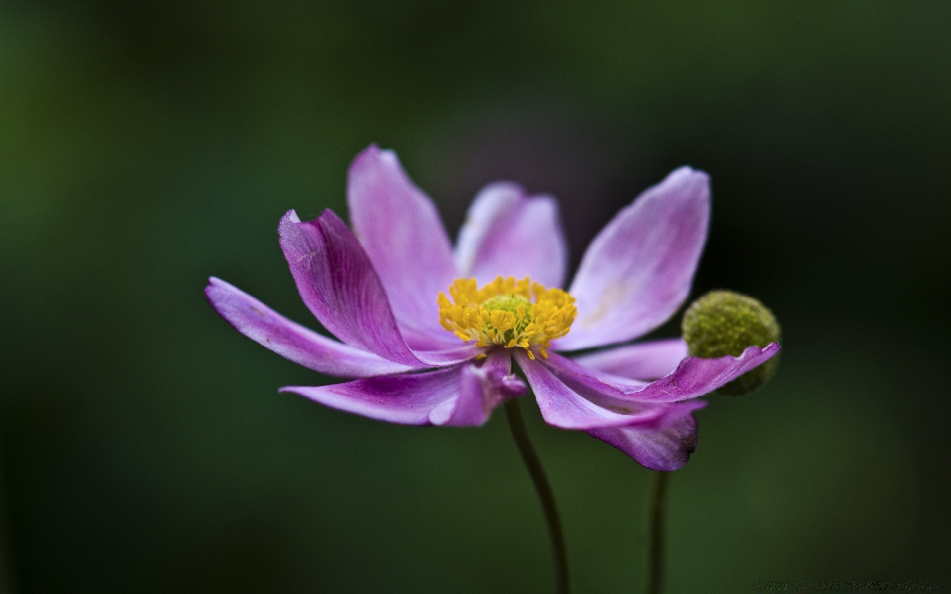 çiçekler çiçek doğa flora yaprak yaz petal bahçe çiçek açan parlak renk güzel çiçek yakın çekim büyüme