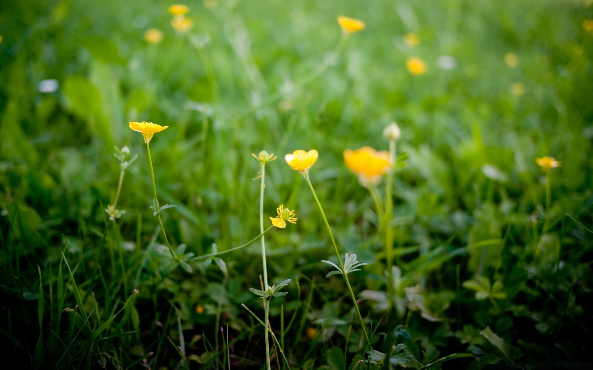 flowers grass nature hayfield summer flora leaf field growth fair weather flower garden outdoors lawn rural bright sun environment