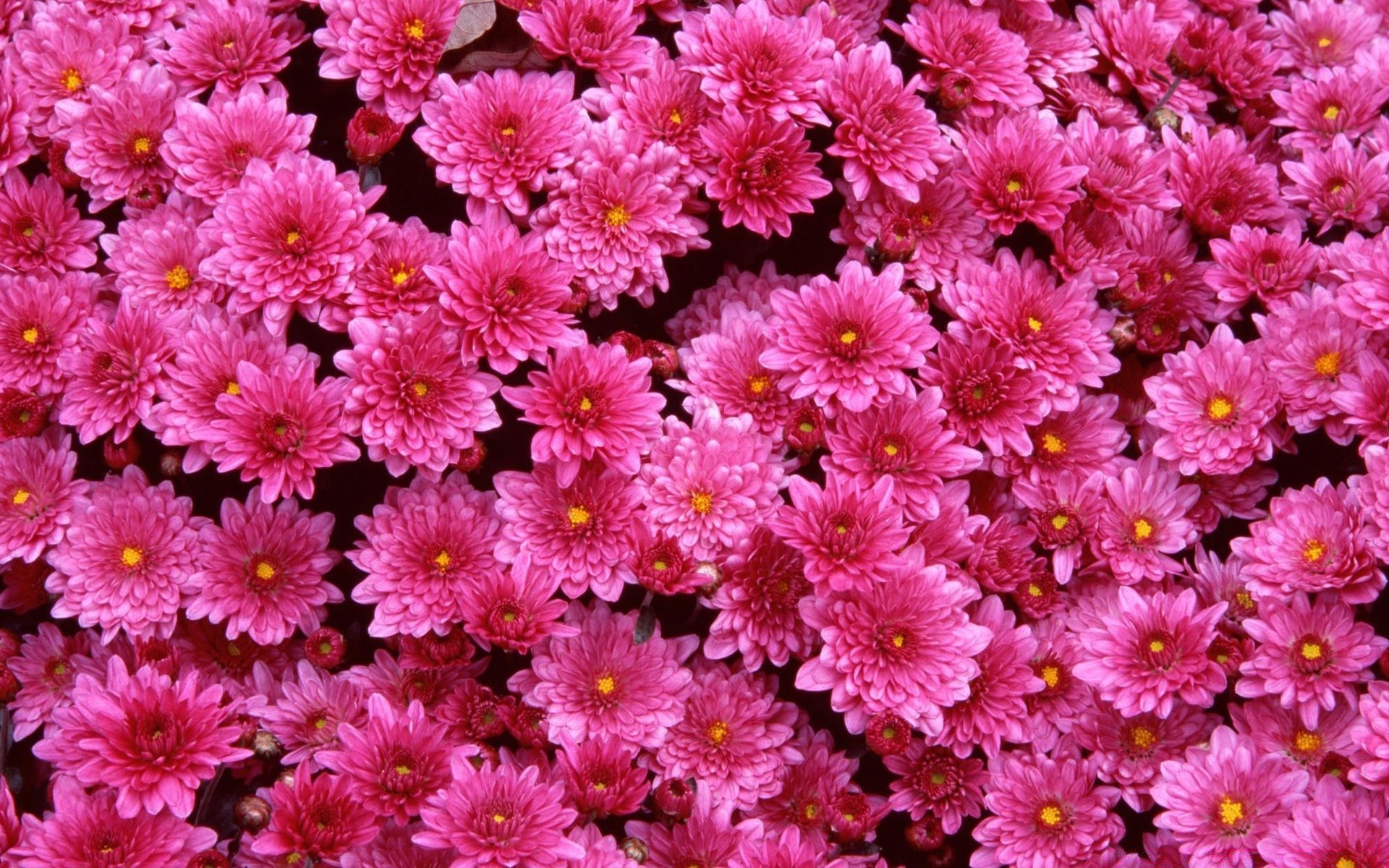 花 花 自然 植物 夏天 花 花 花园 花瓣 美丽 明亮 盛开 装饰 明亮 特写 叶 季节 生长