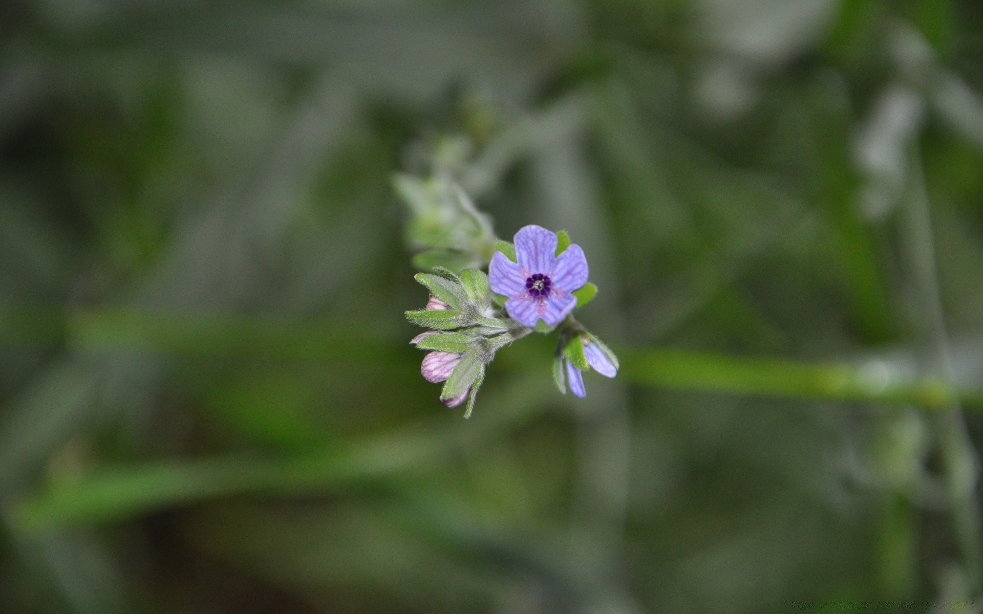 flowers nature flower flora leaf summer garden outdoors growth blur close-up color grass