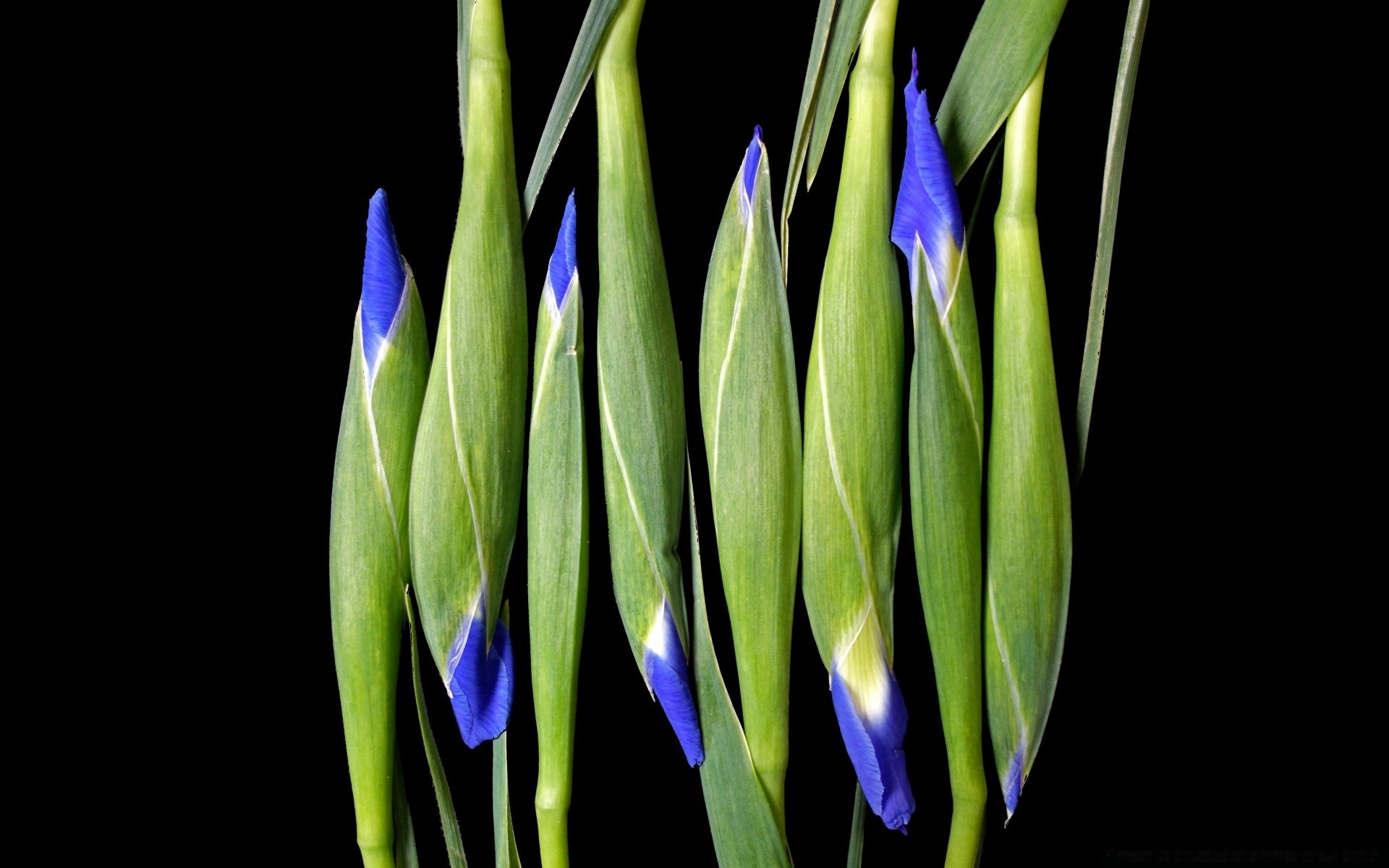 花 自然 花 植物 颜色 叶 花园 生长 明亮