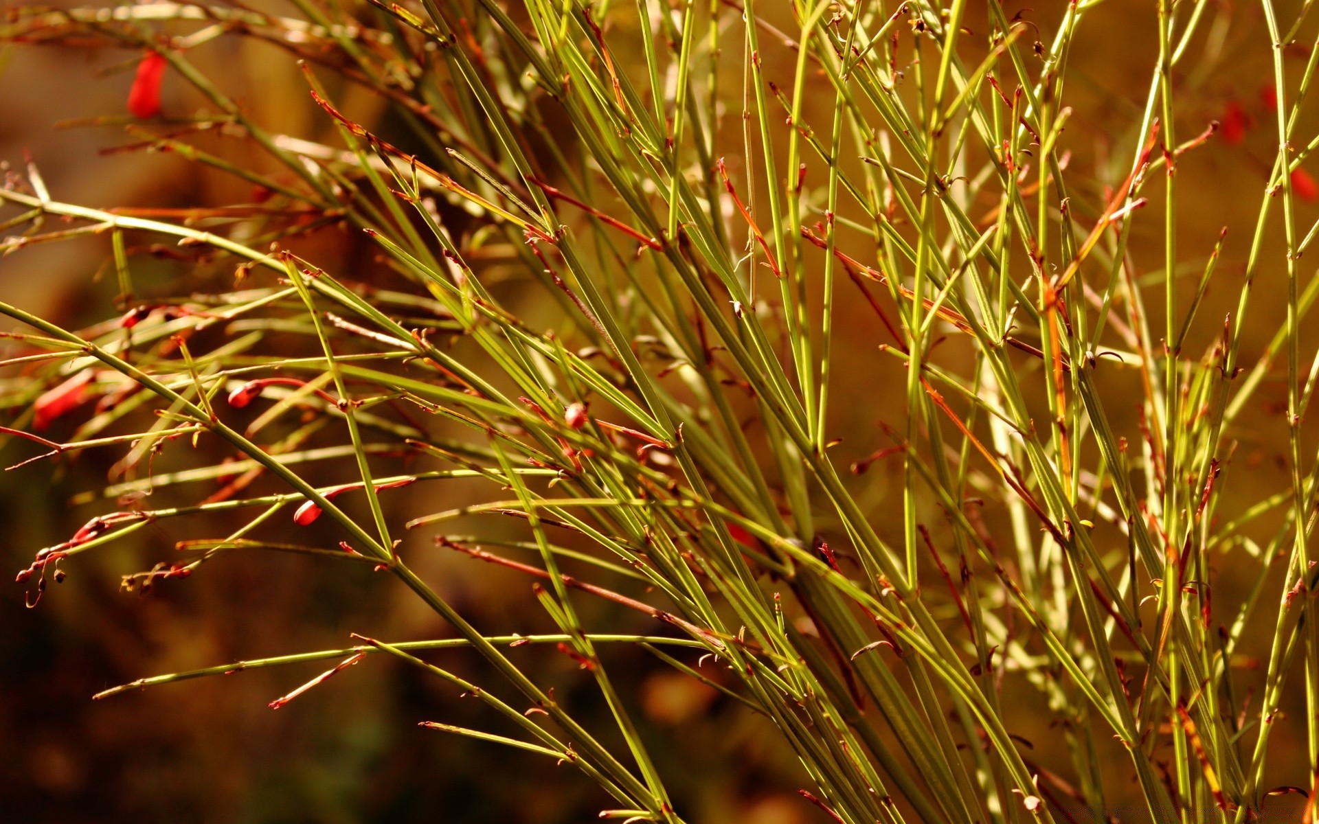 flores naturaleza hoja color al aire libre flora verano brillante hierba árbol rama otoño