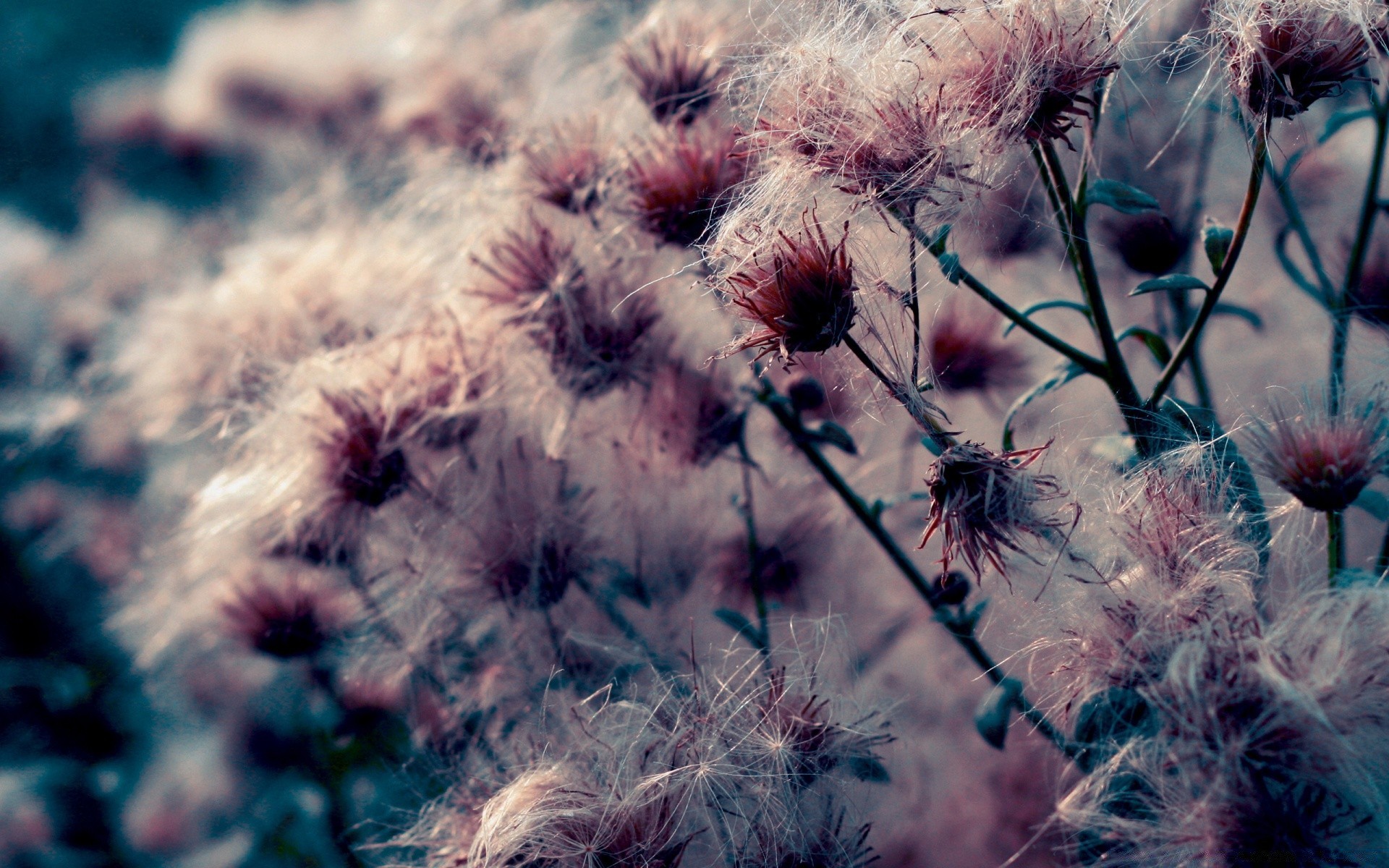 flowers flower flora color nature bright summer close-up outdoors season garden growth grass beautiful