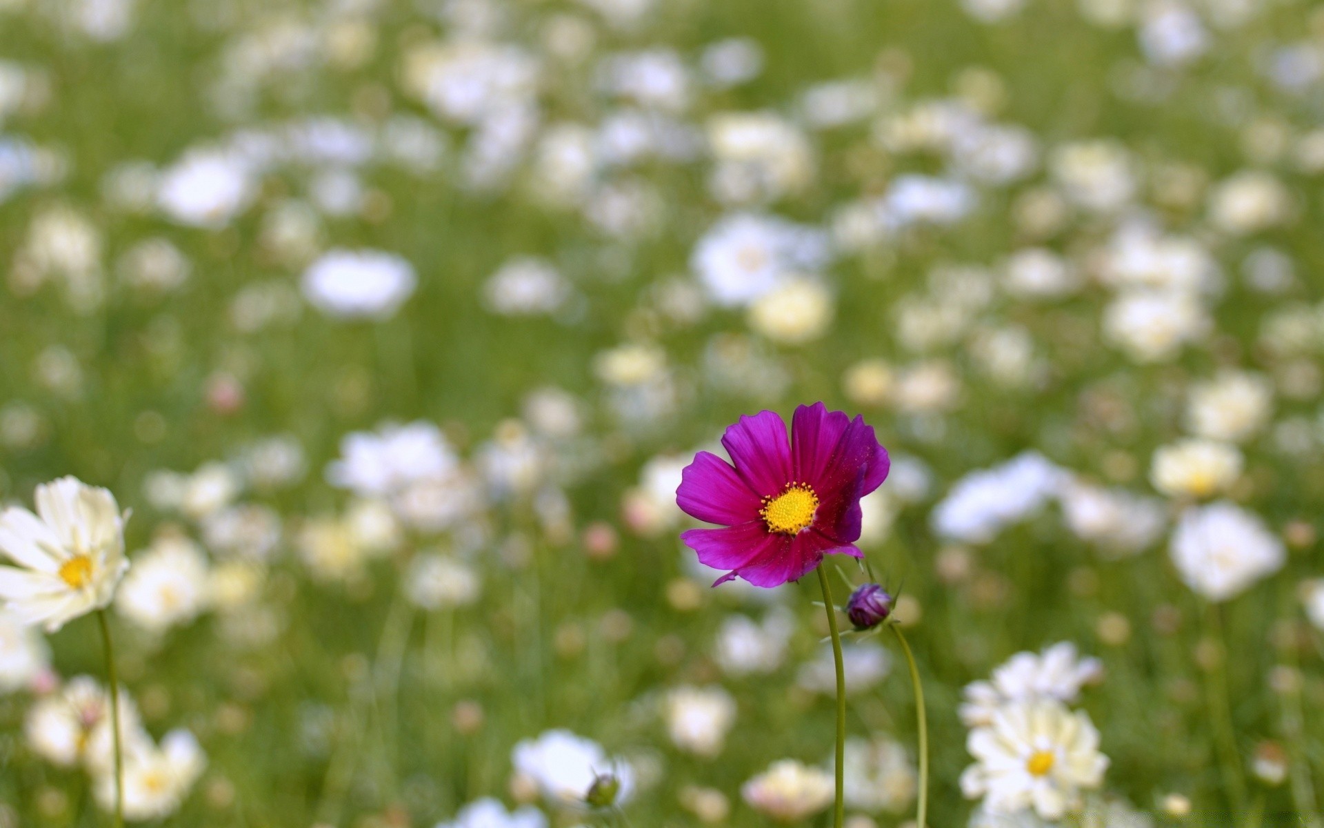 flowers flower nature summer flora field hayfield garden grass growth bright outdoors blooming fair weather rural color petal sun floral chamomile