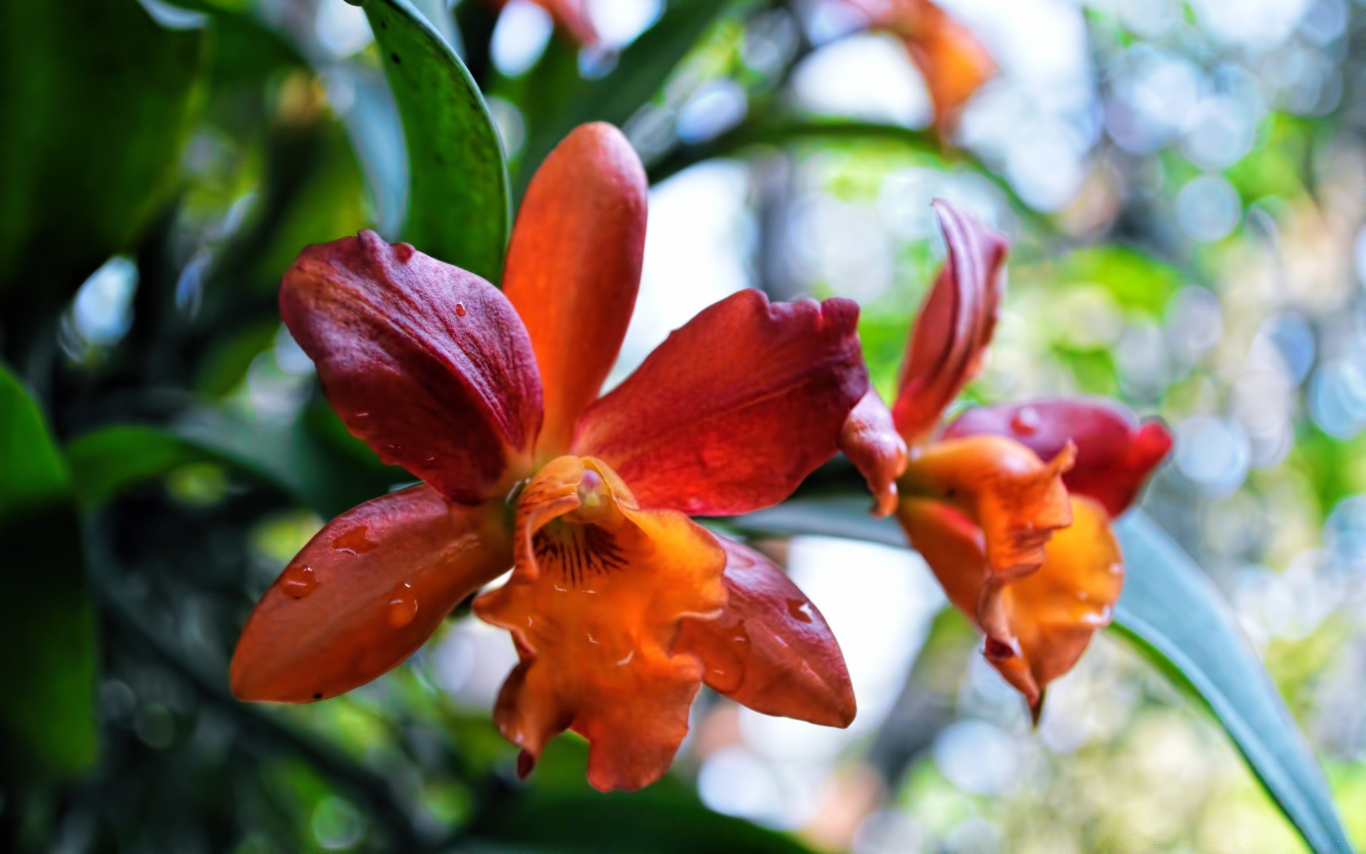 flores naturaleza flora hoja flor jardín tropical verano rama brillante bluming exótico color floral hermoso árbol al aire libre crecimiento