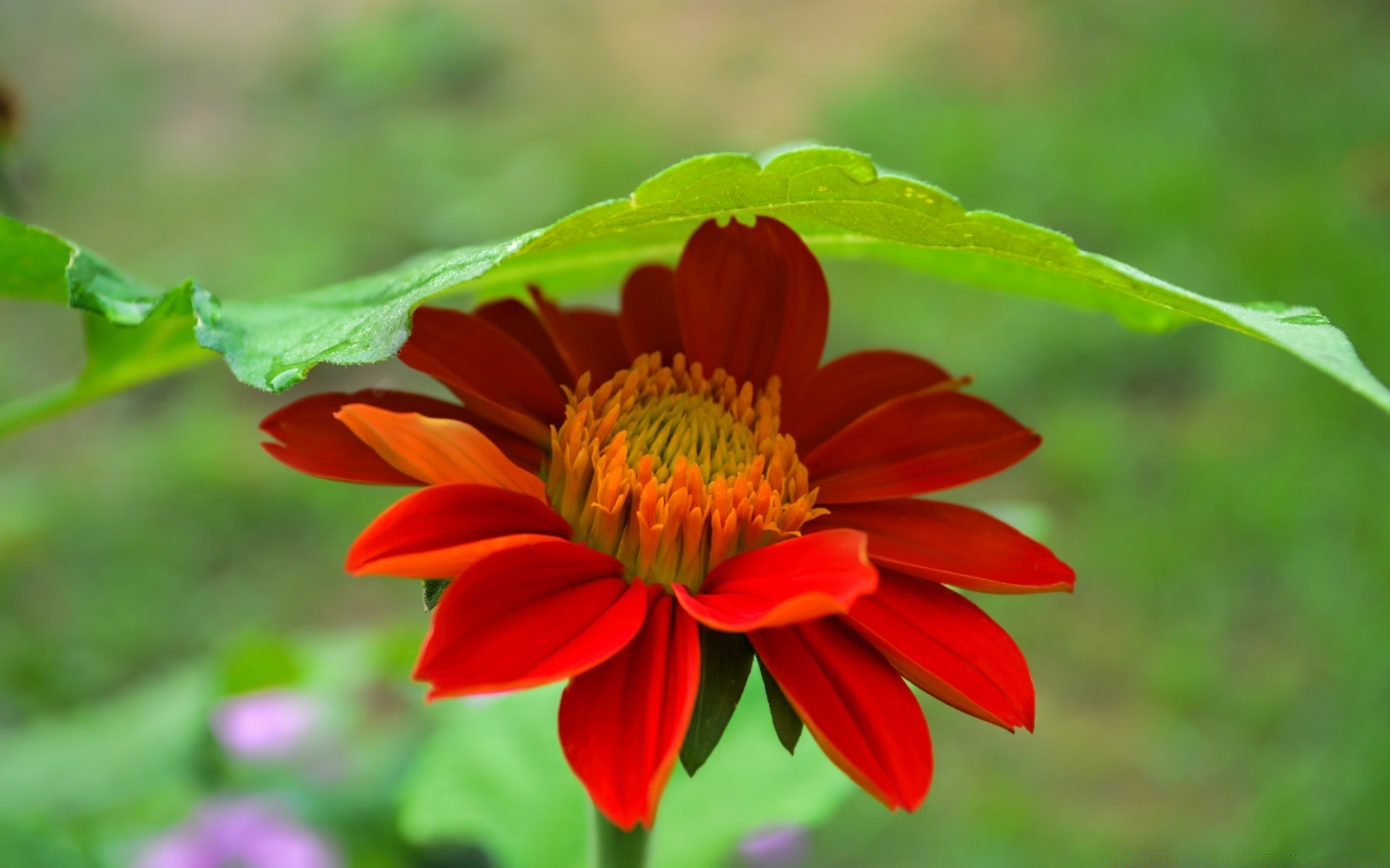 flowers nature leaf summer flower flora garden outdoors color bright petal blooming close-up beautiful floral growth