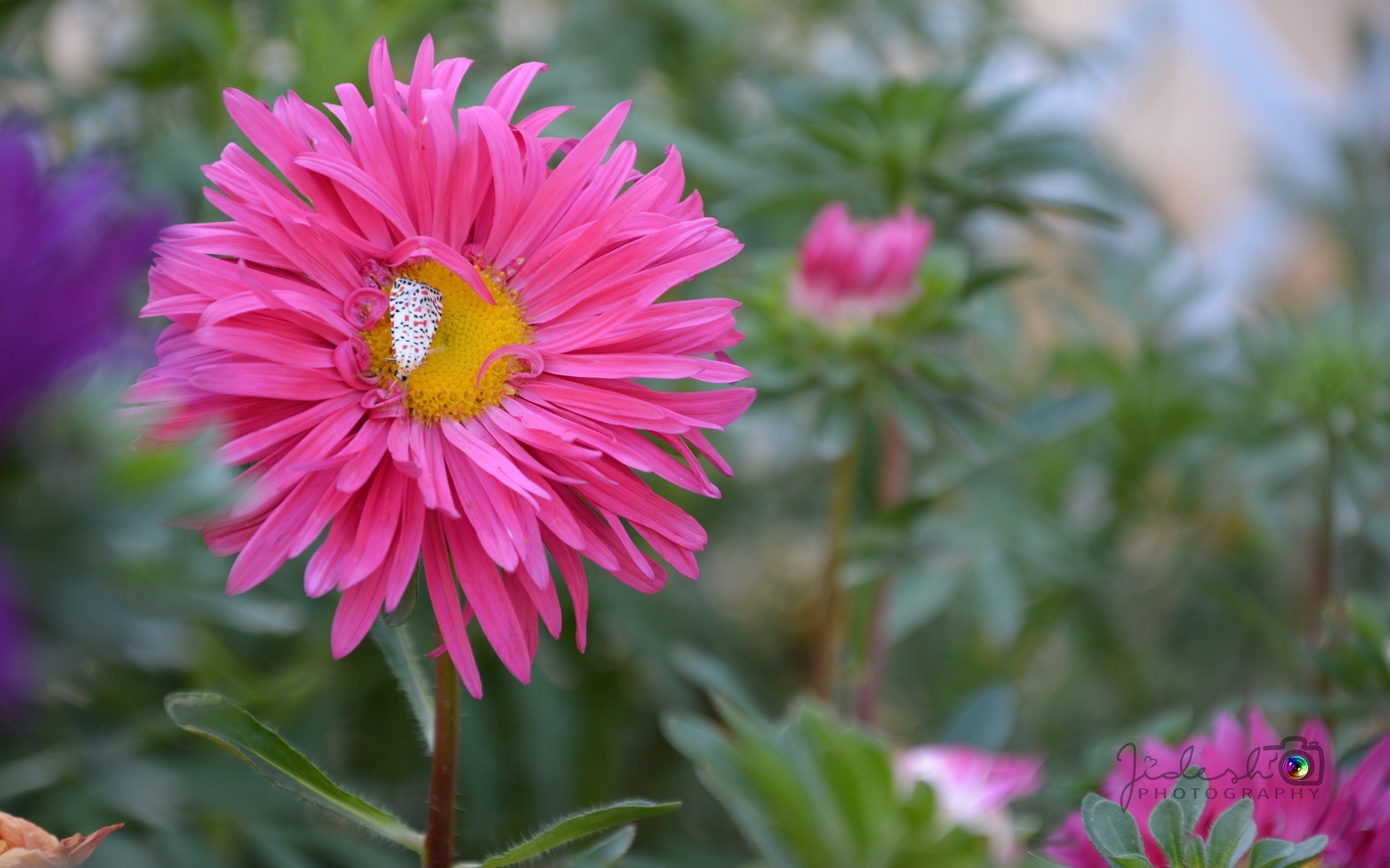 fleurs nature fleur flore été jardin floral couleur pétale bluming feuille lumineux belle saison gros plan botanique croissance