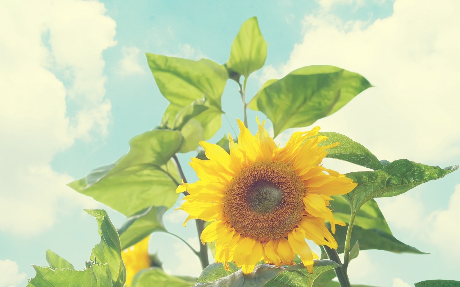 flowers nature flora leaf summer growth flower bright fair weather sun outdoors color sunflower