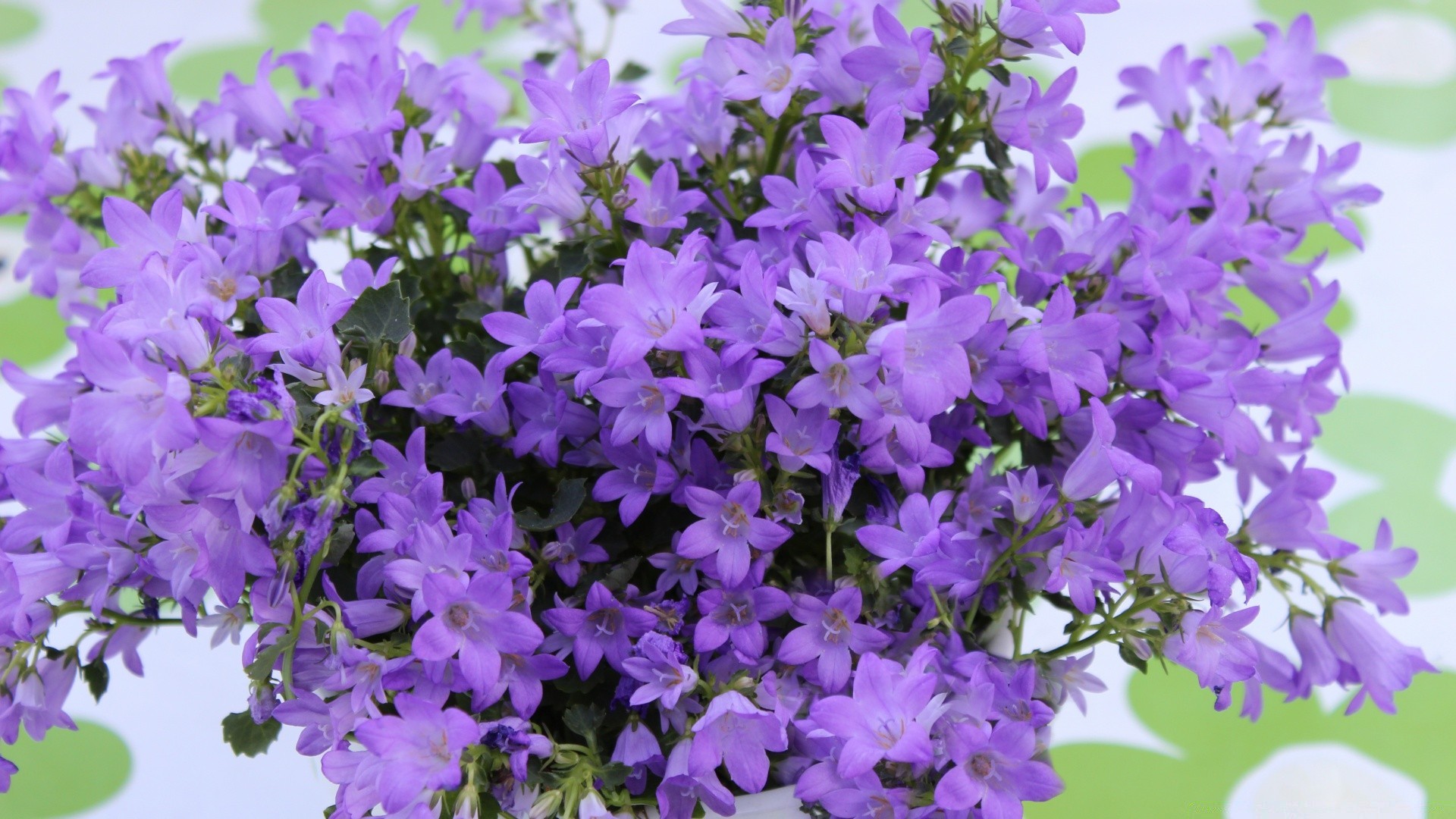 fleurs fleur jardin nature flore été violet croissance à l extérieur bluming pétale floral feuille vivace