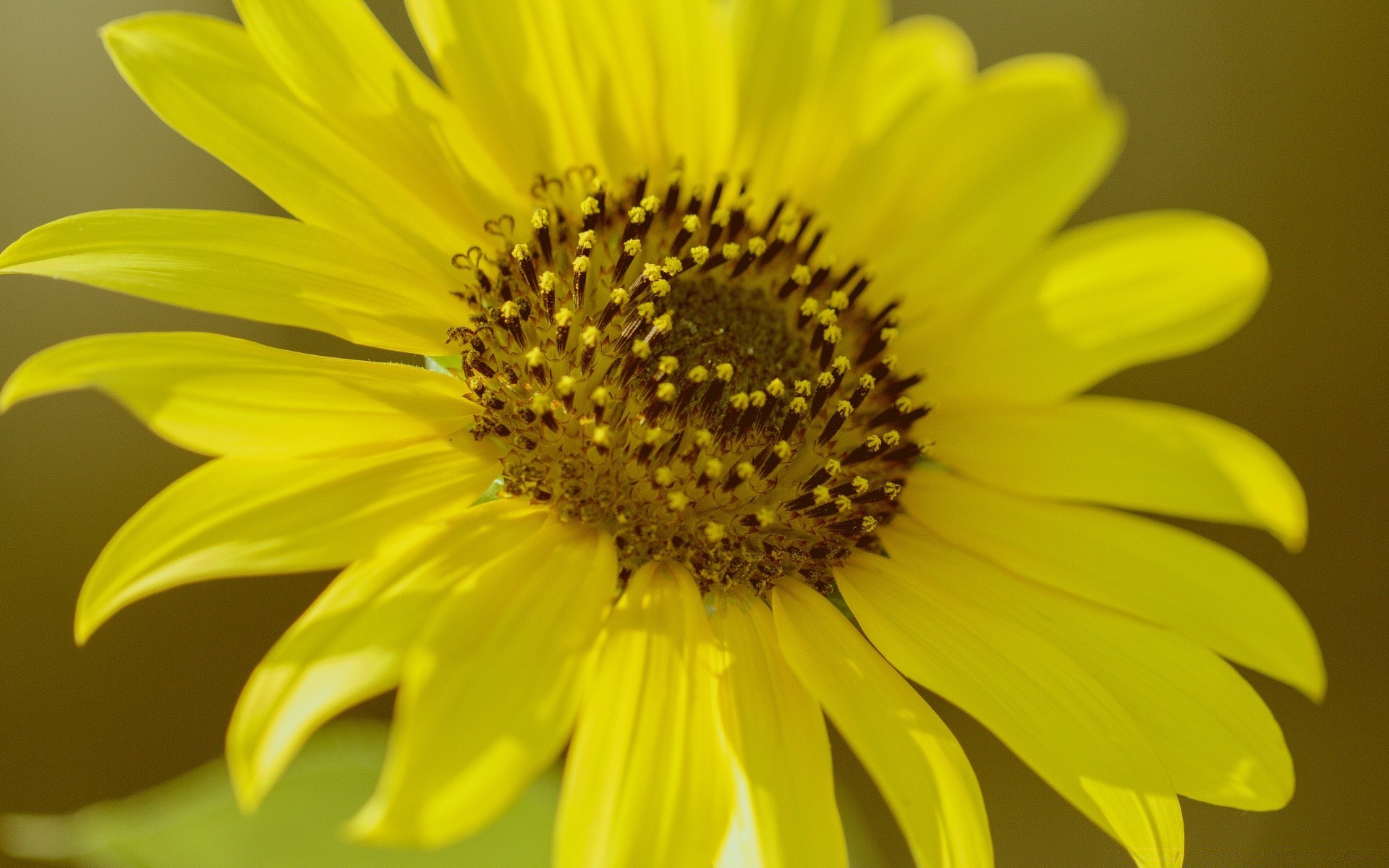 flowers nature flower summer flora bright garden sunflower petal beautiful color growth leaf pollen close-up fair weather floral outdoors blooming