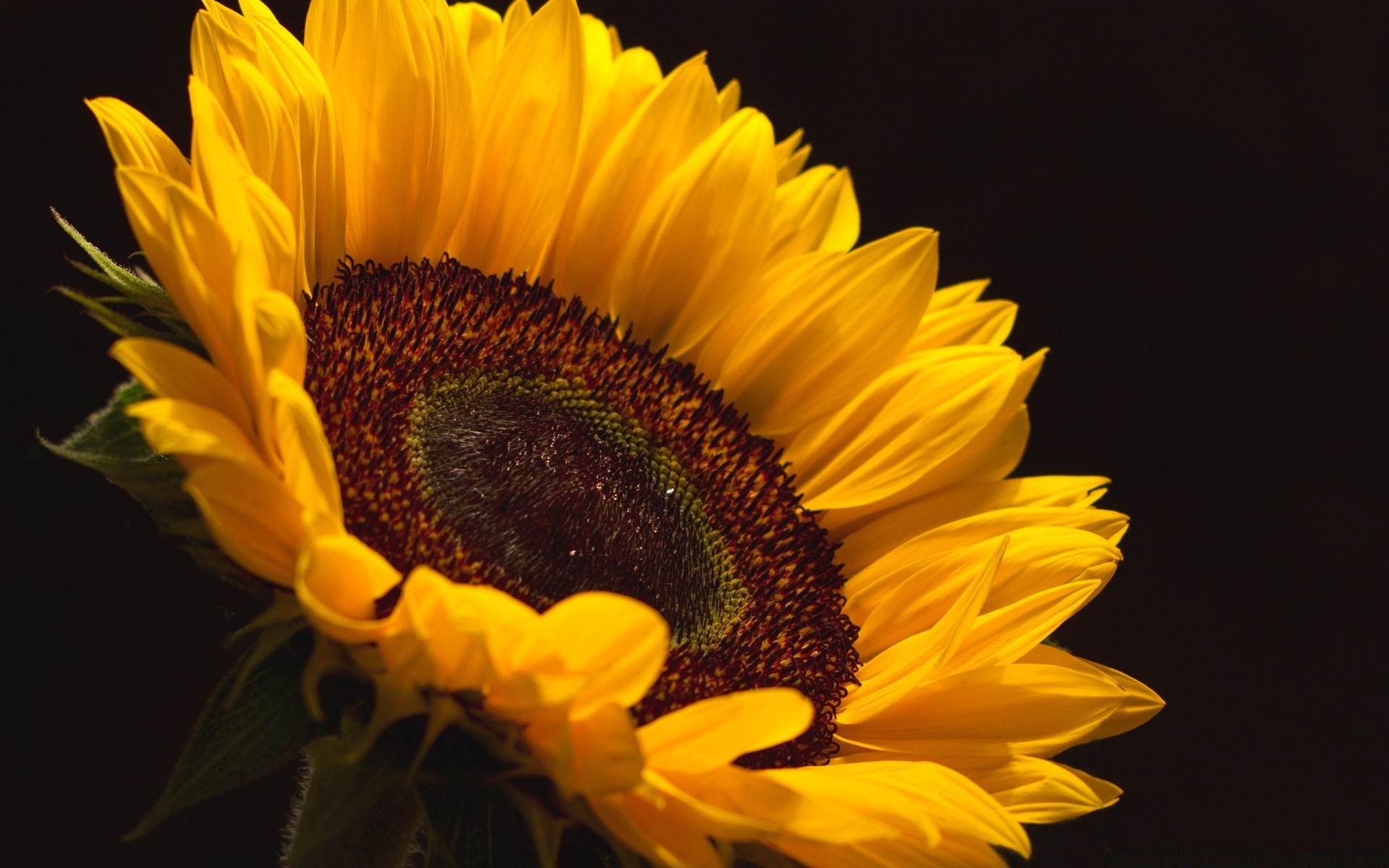 kwiaty kwiat natura słonecznik flora liść piękny lato płatek jasny kolor pyłek kwiatowy zbliżenie ogród