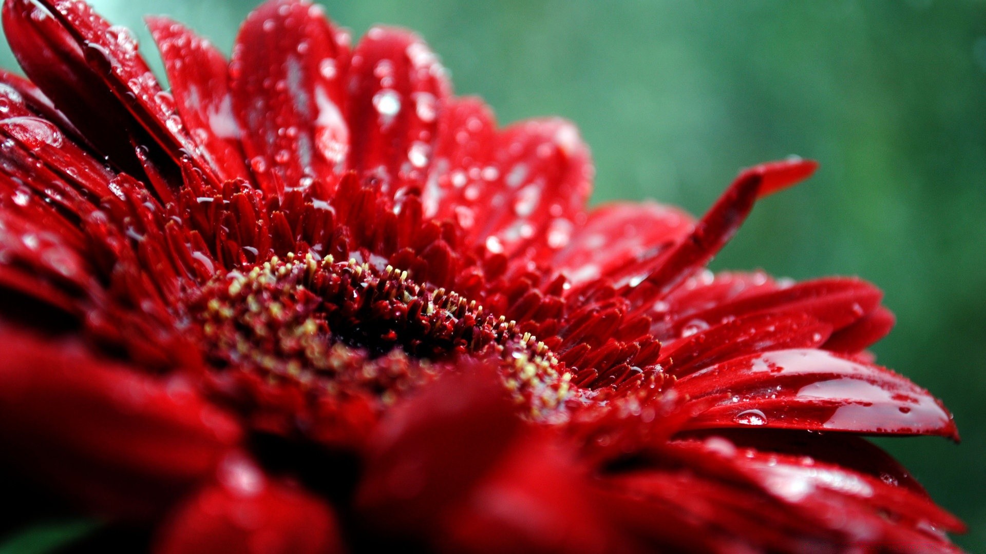 flowers flower nature flora garden summer color close-up beautiful floral leaf petal dew blooming bright rose